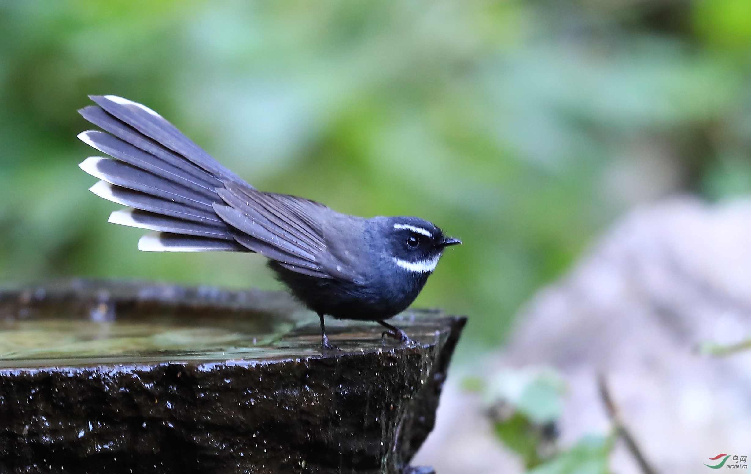 白喉扇尾鹟