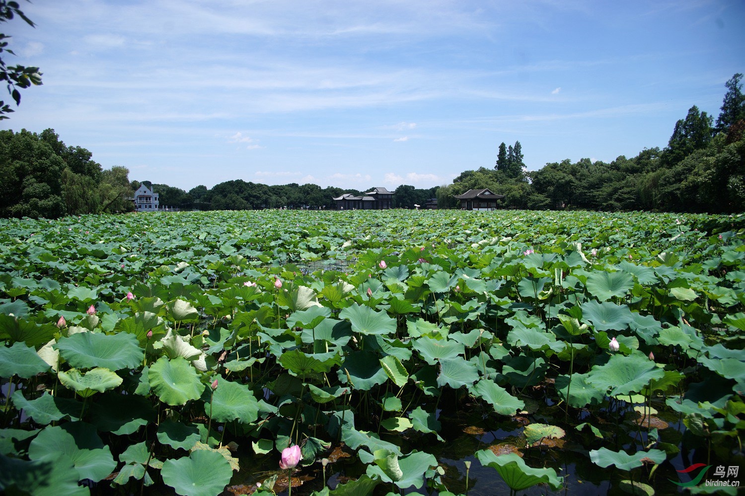 西湖曲院风荷荷景