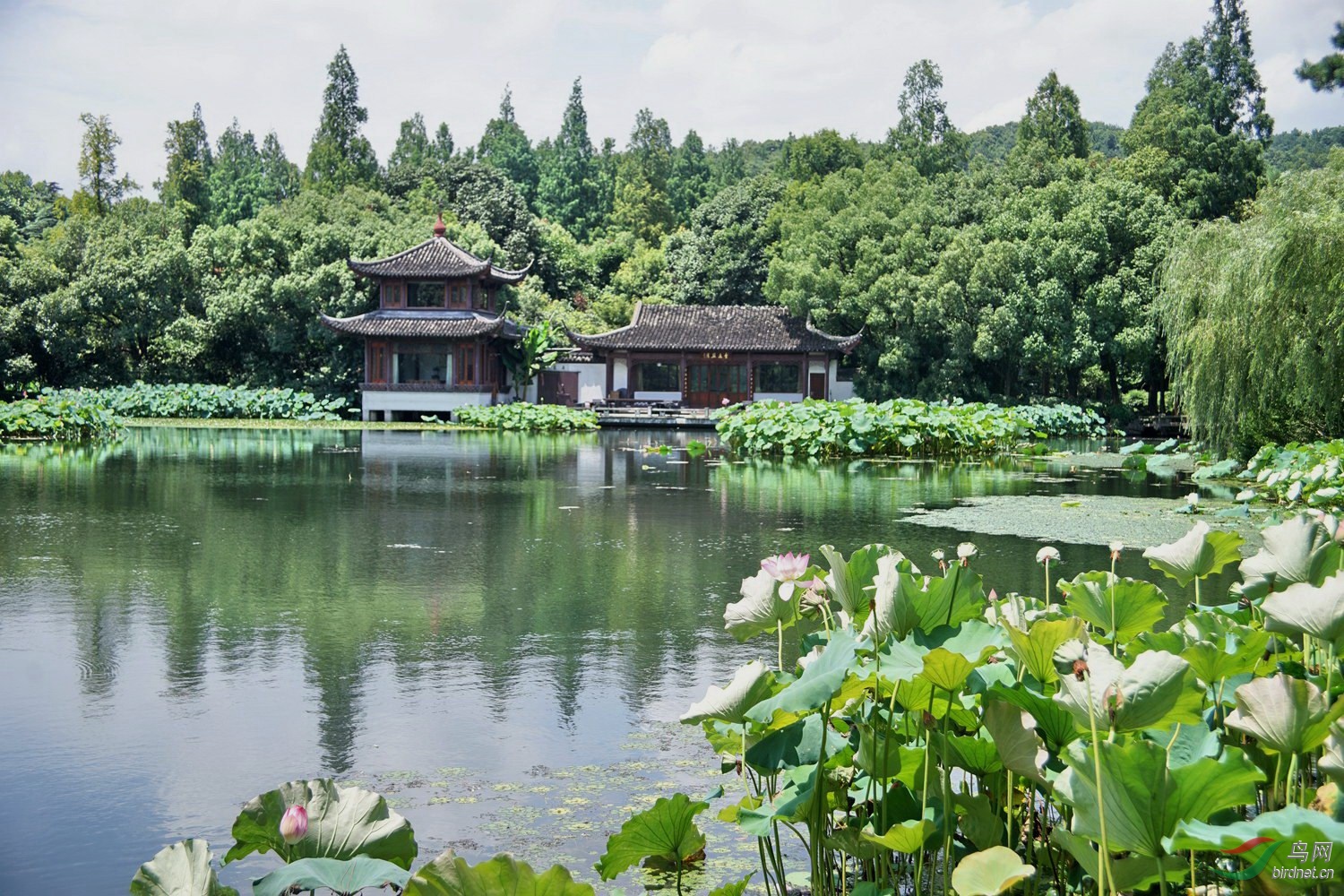 西湖曲院风荷荷景