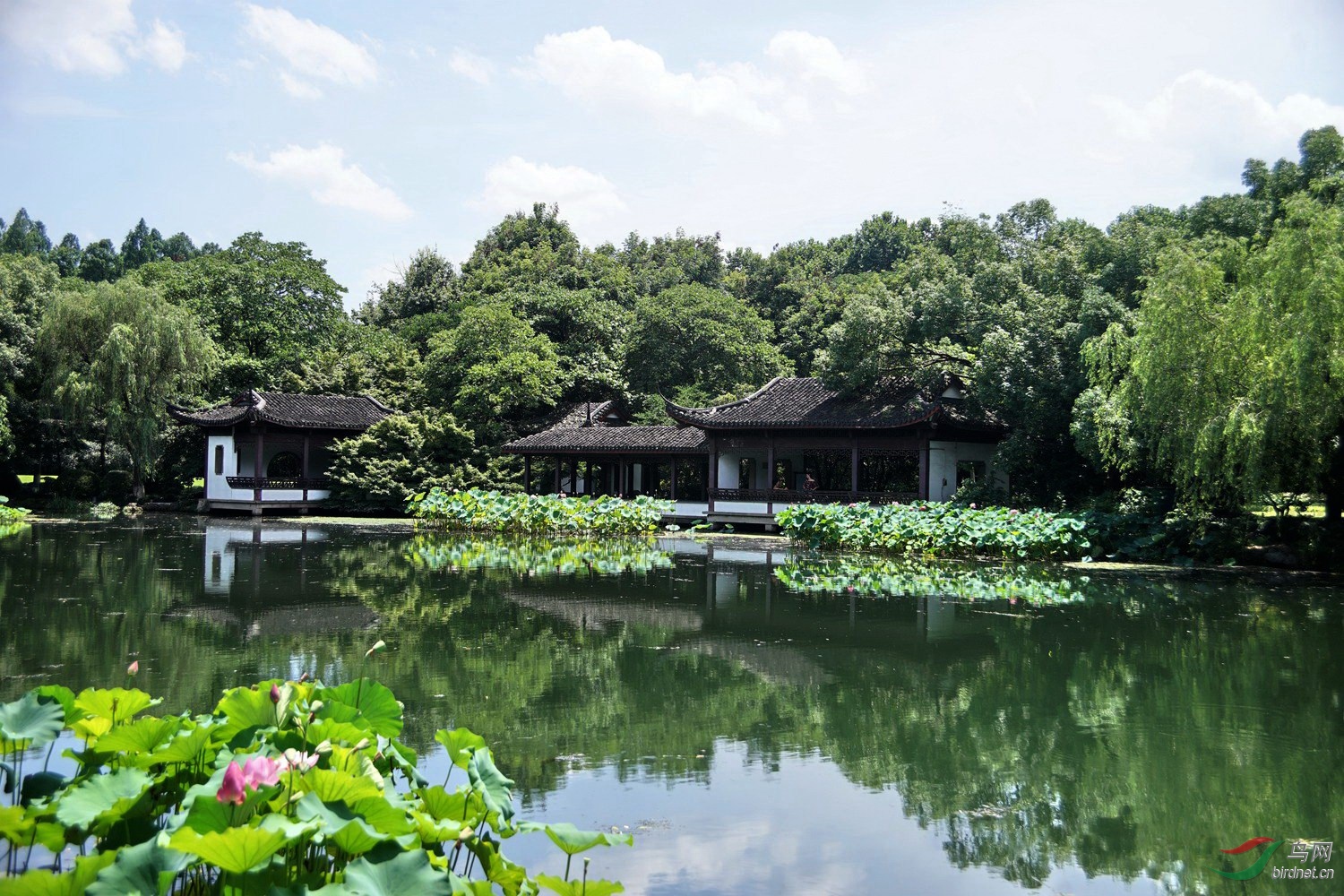 西湖麴院風荷荷景