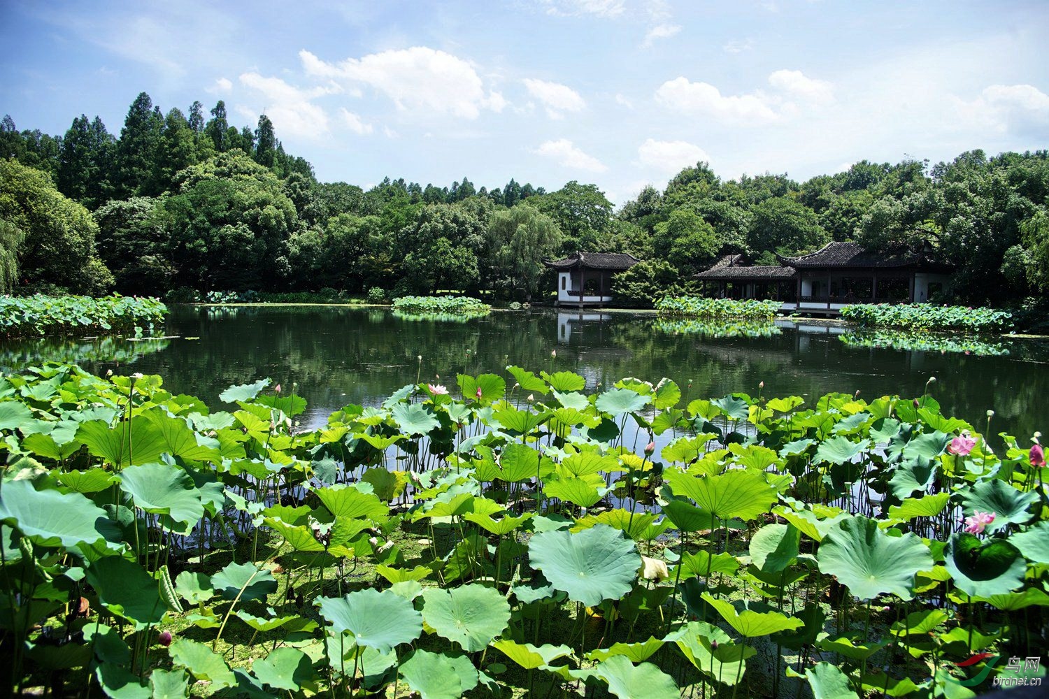 风荷丽景图片