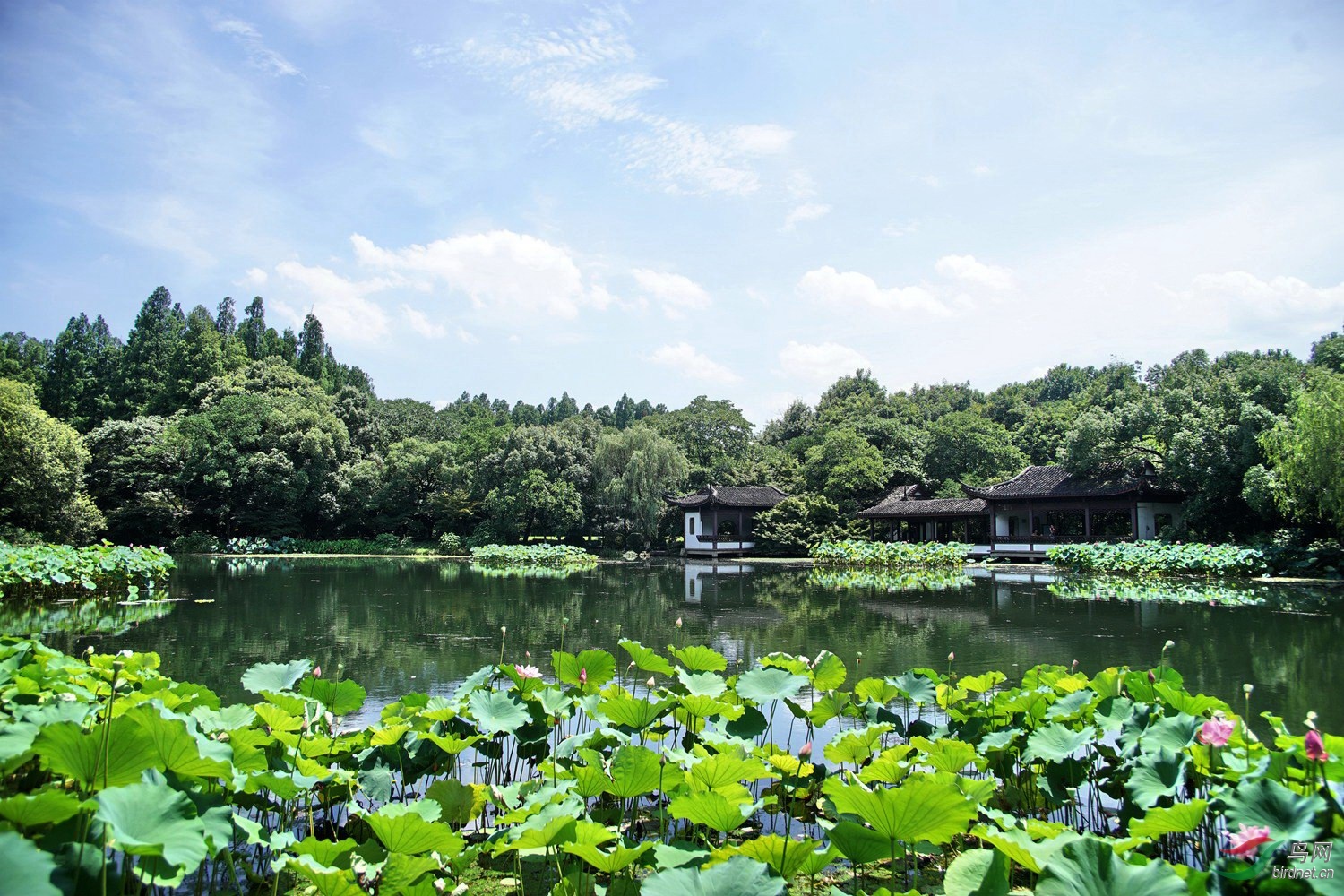 西湖麴院風荷荷景