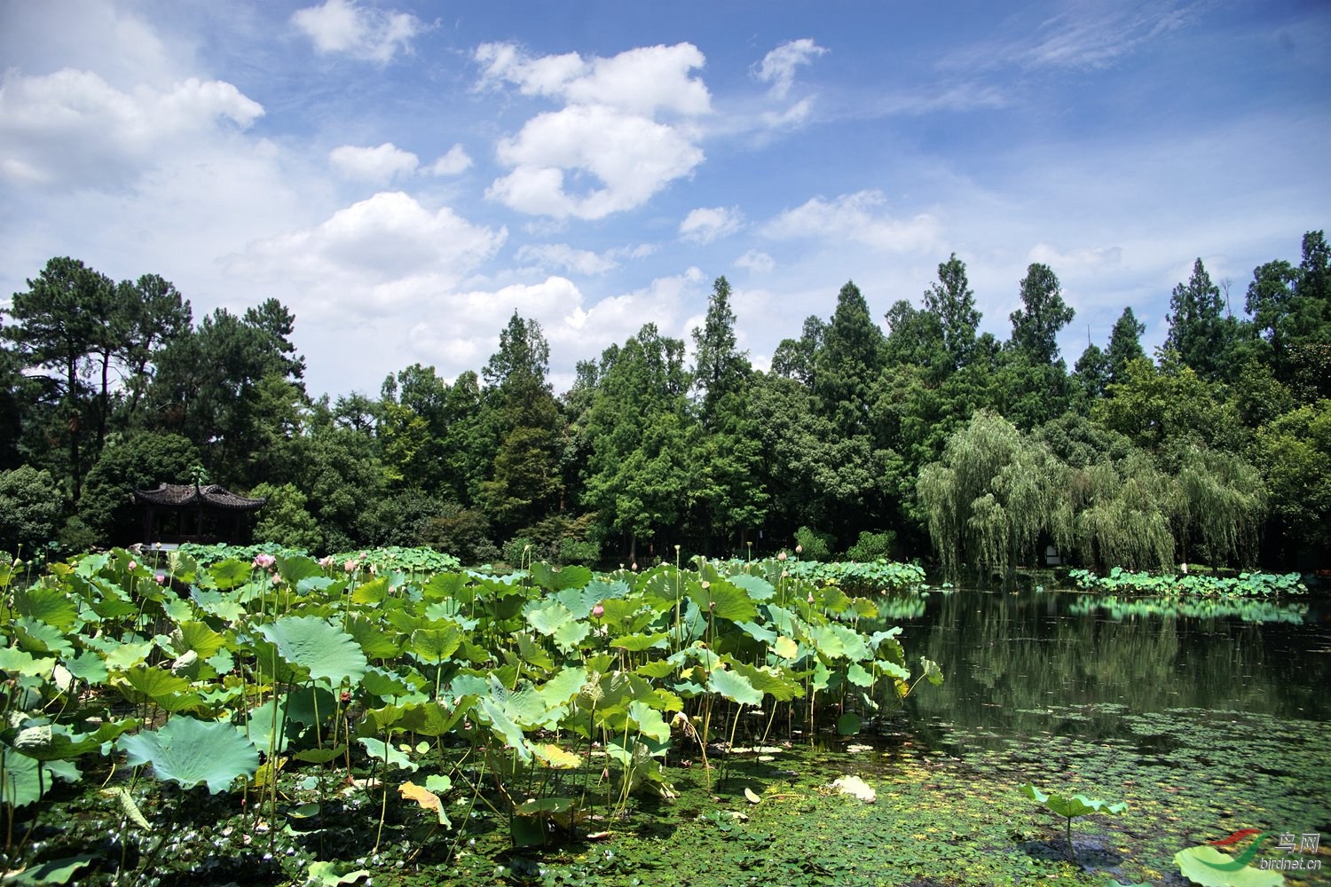 西湖曲院风荷荷景