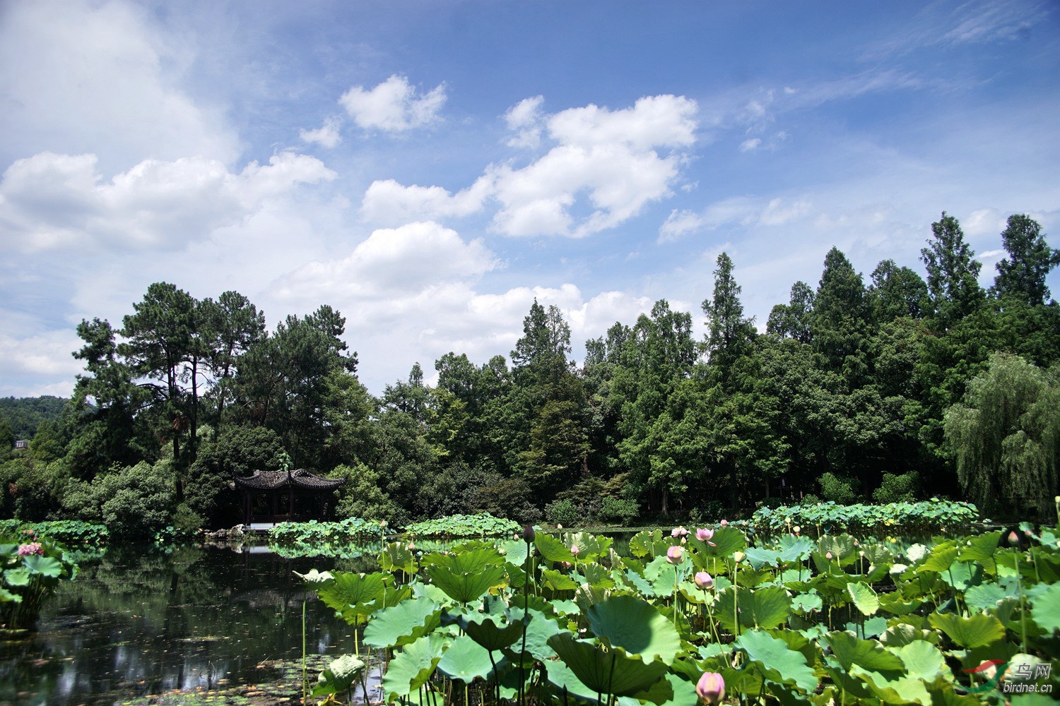 西湖曲院风荷荷景