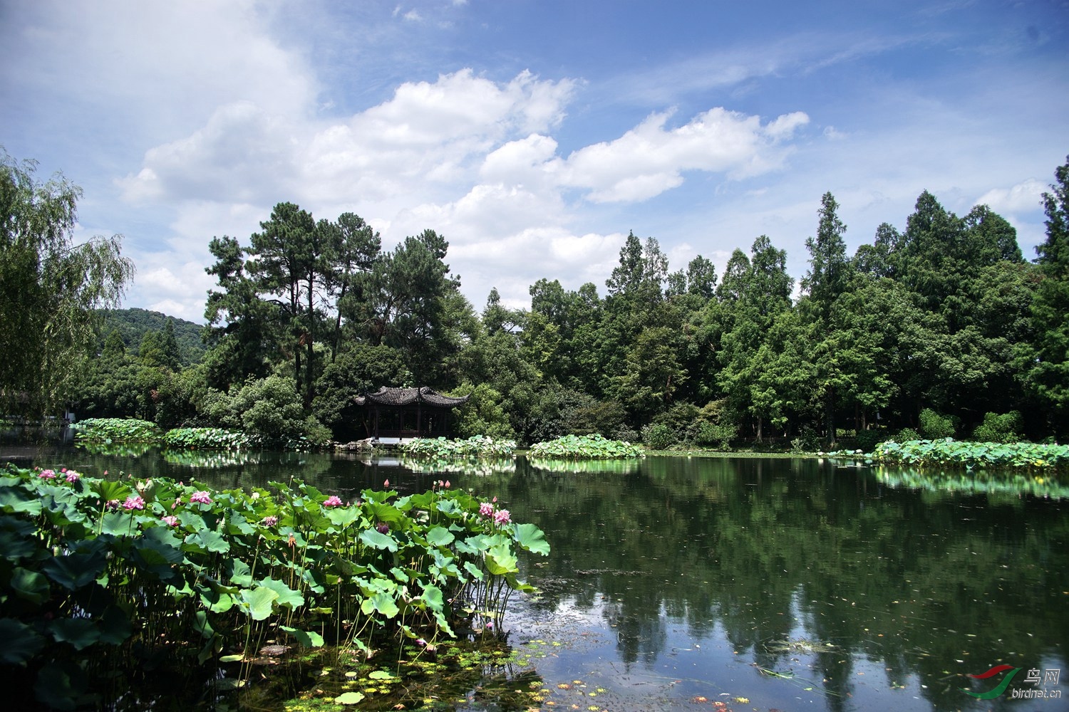 西湖曲院风荷荷景