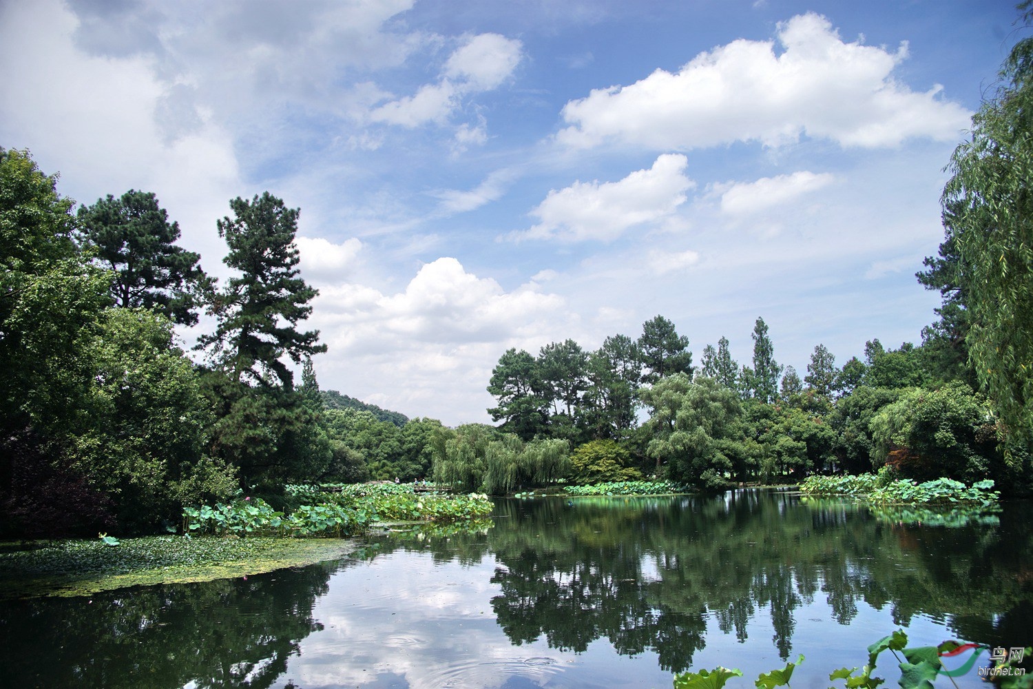 西湖曲院风荷荷景