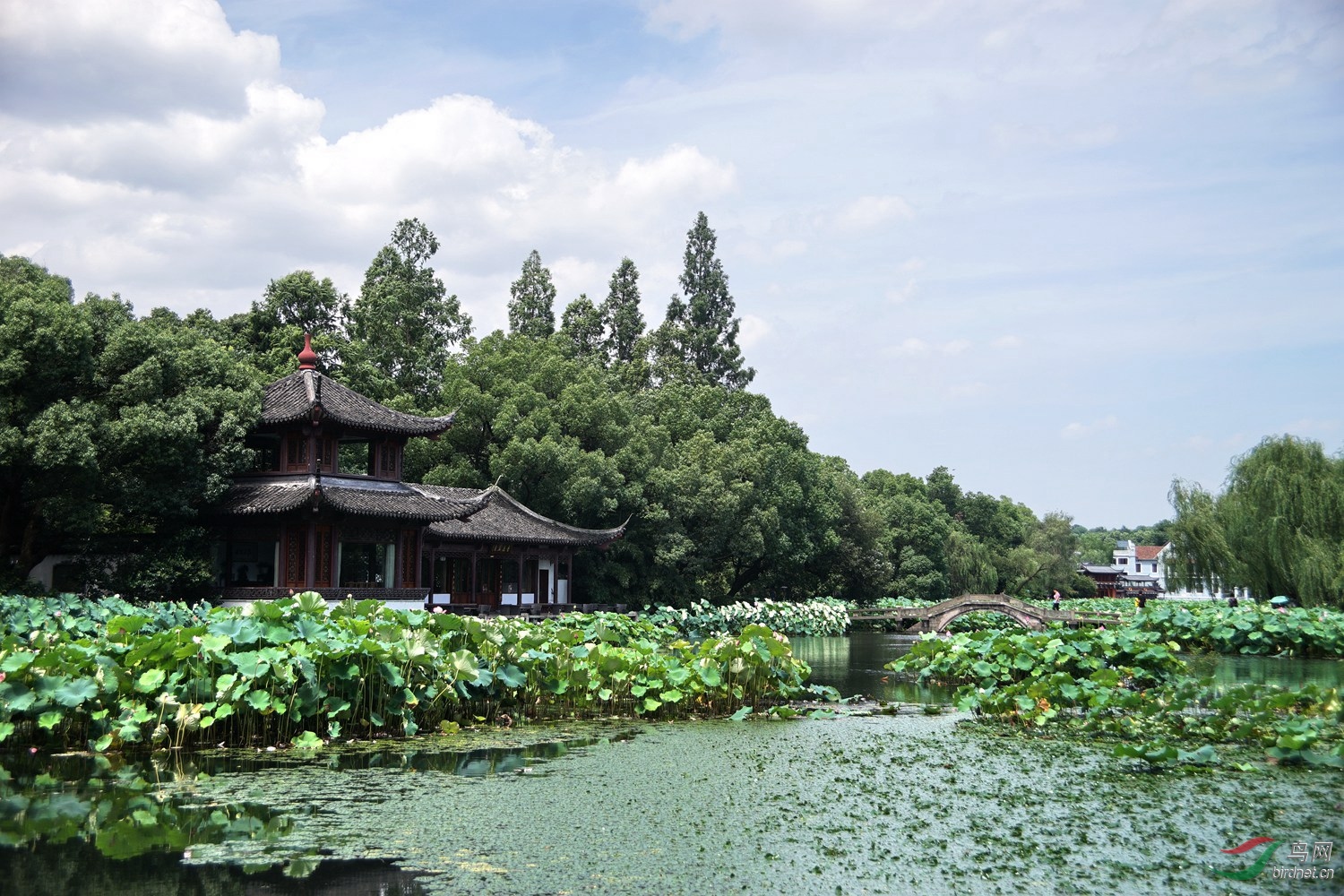 西湖曲院风荷荷景