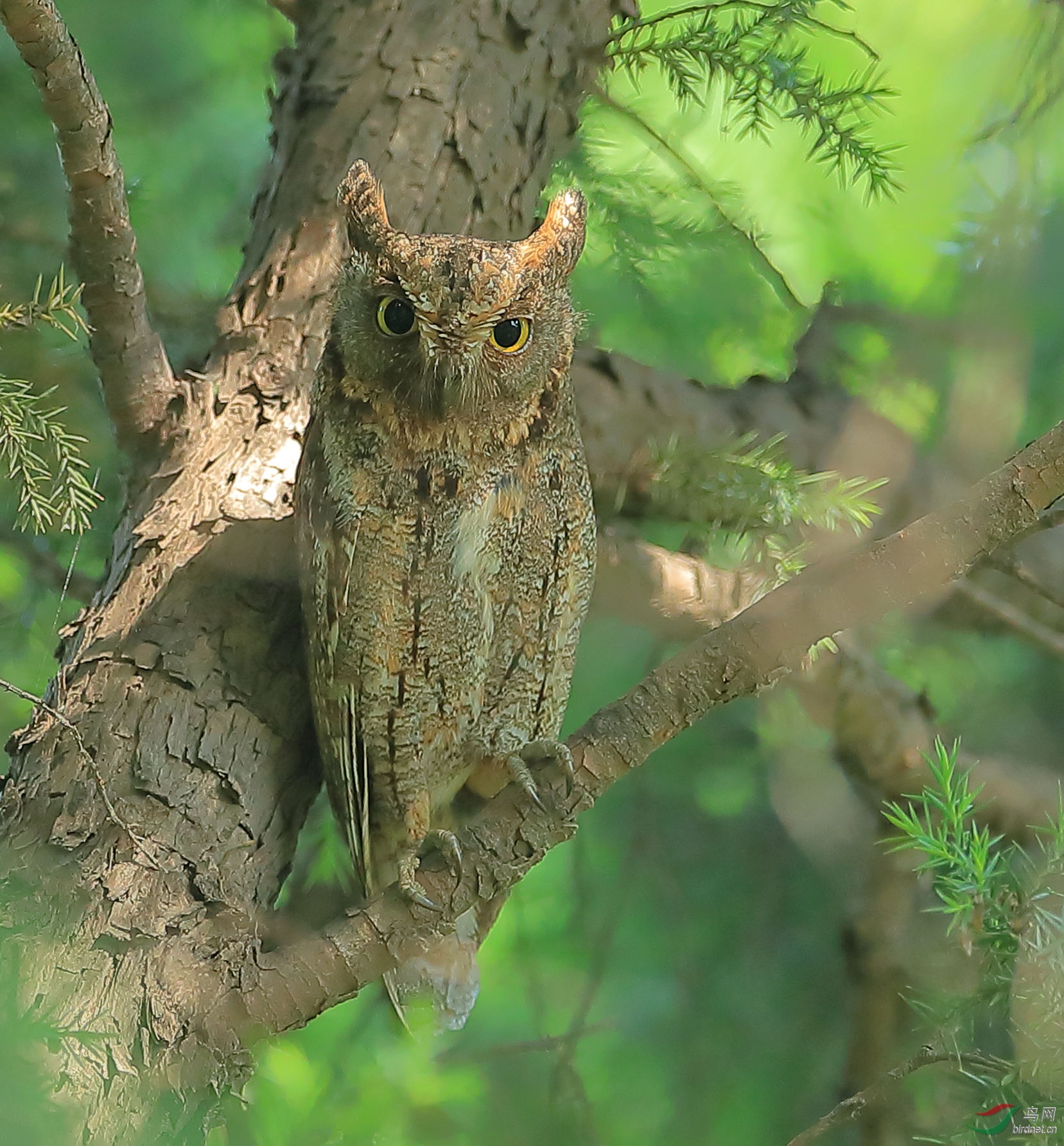 东方角鸮…周四问好!