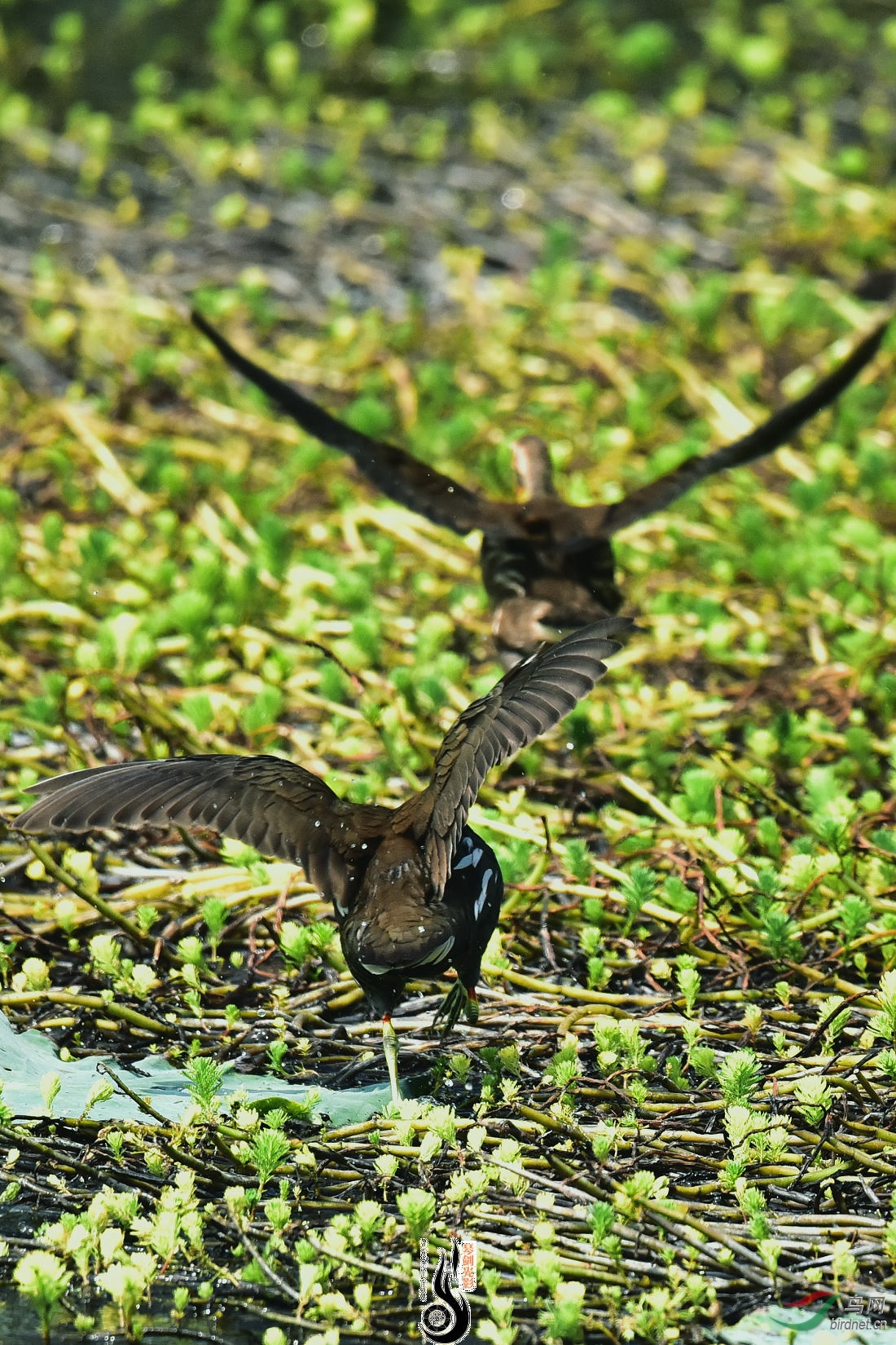 DSC_4094.JPG