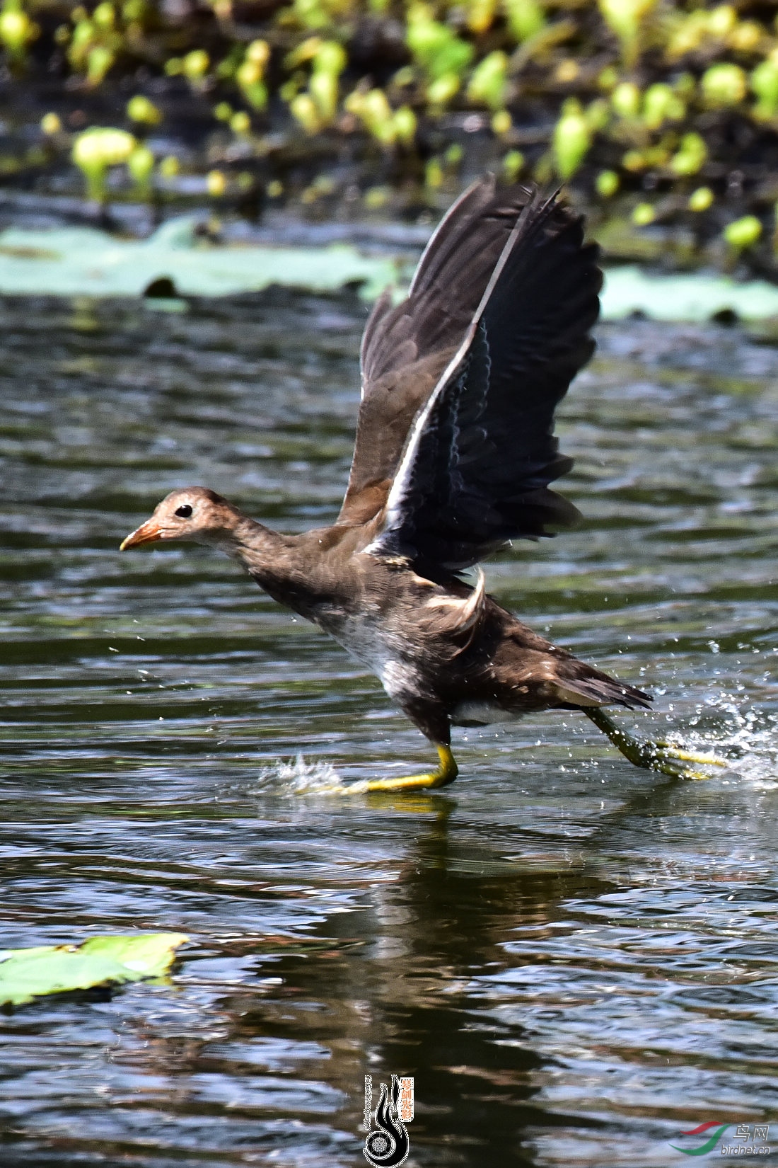 DSC_4075.jpg