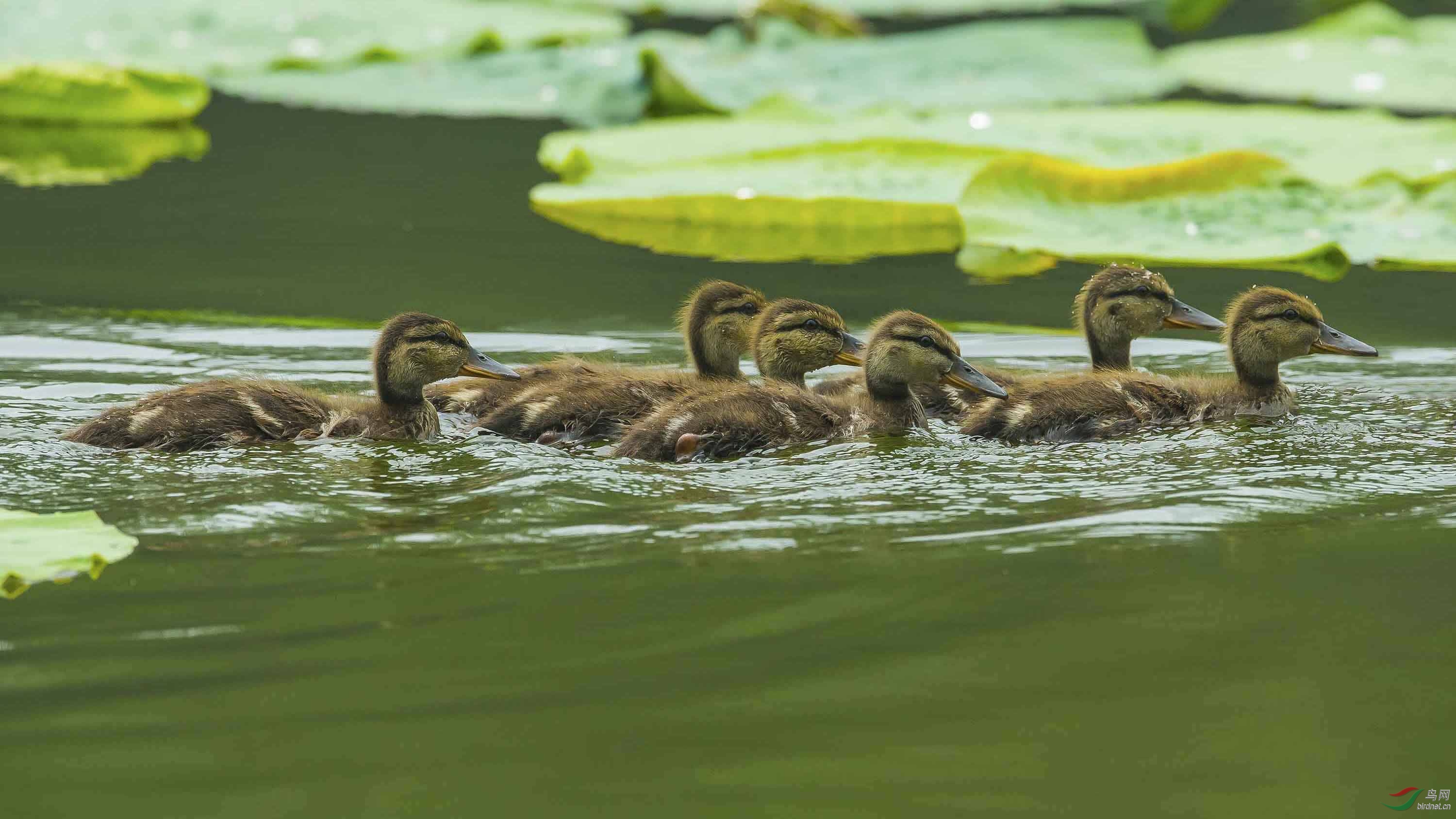 荷塘里来了一群小鸭子