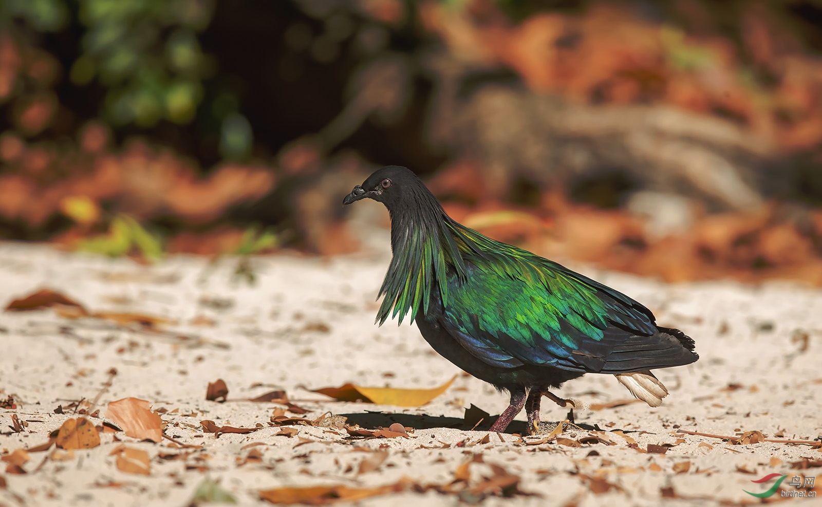 灿烂阳光下的尼科巴鸠贺图获首页鸟类精华