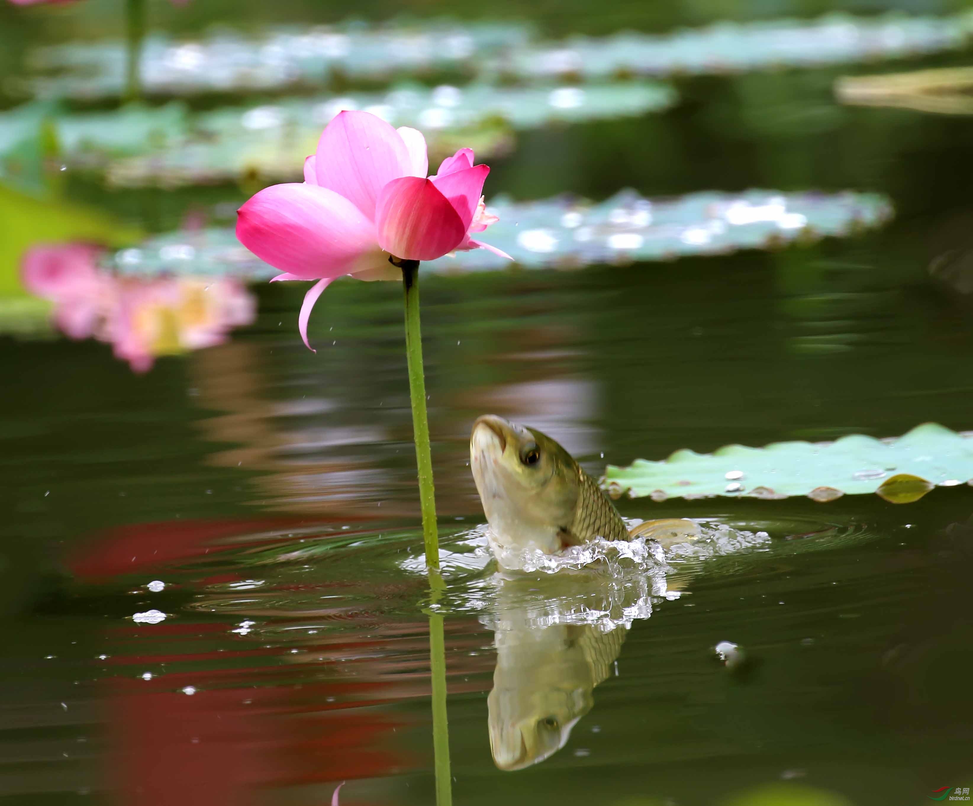 鱼吃荷花
