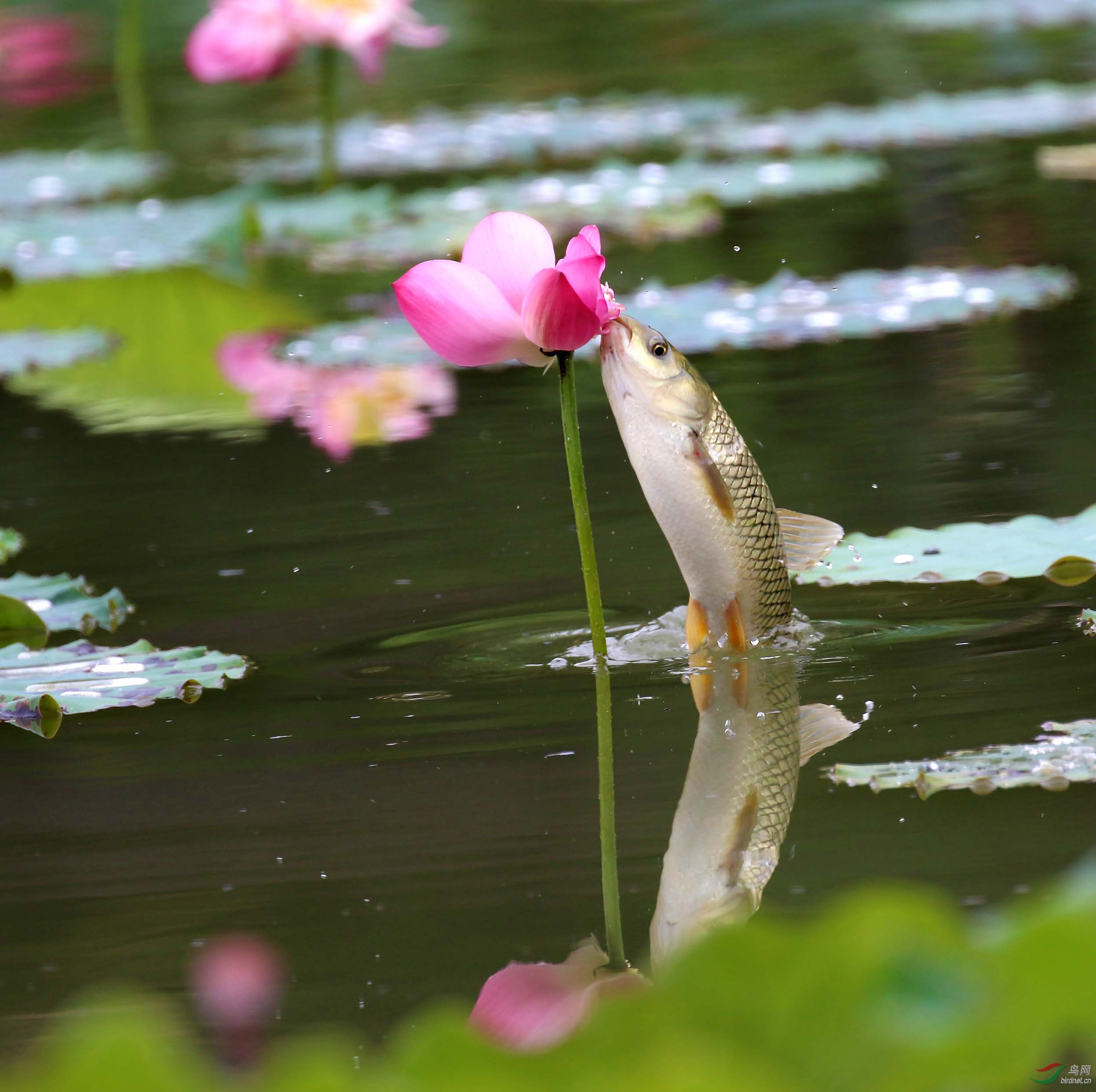 鱼吃荷花