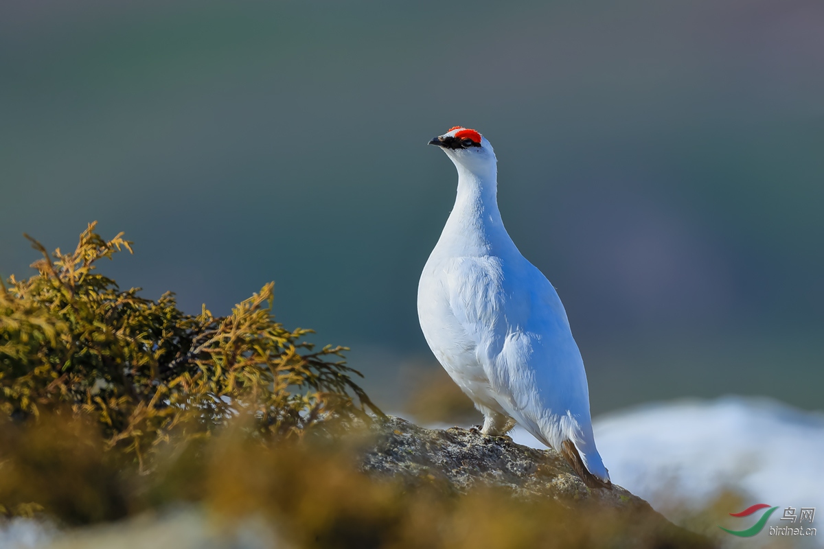 周末愉快—岩雷鸟的问候!(祝贺获得首页精华)