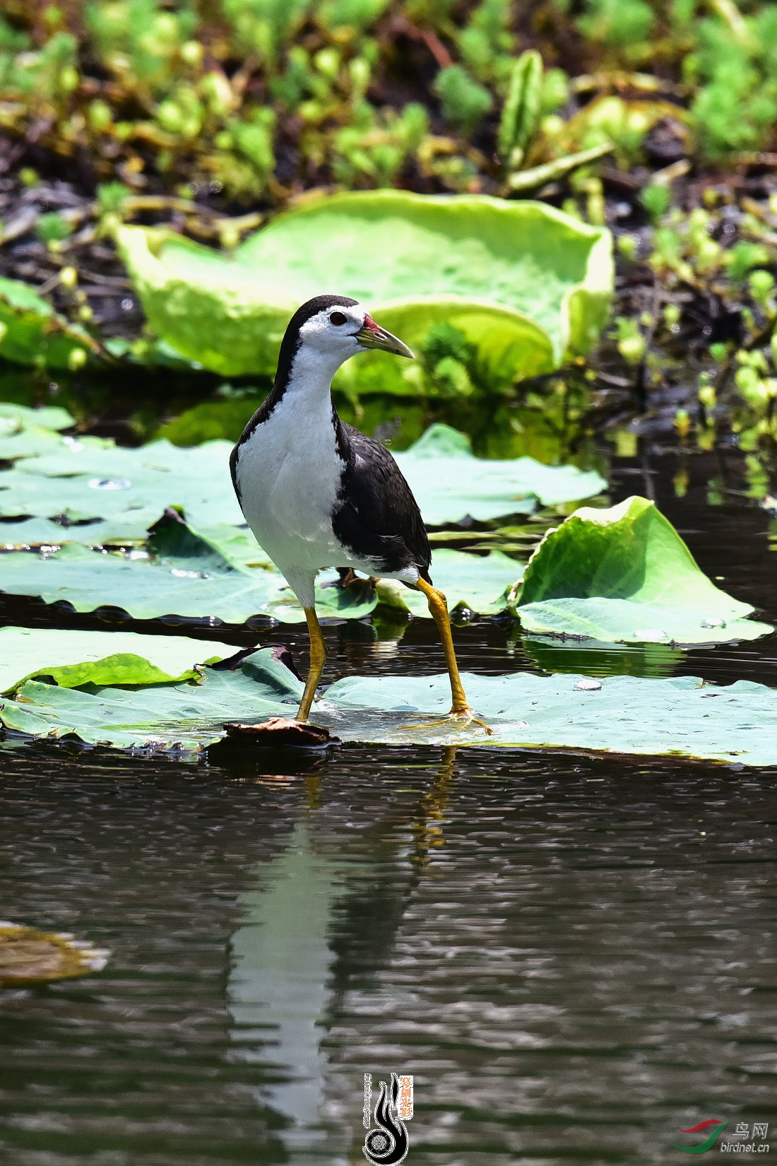 DSC_4809.JPG