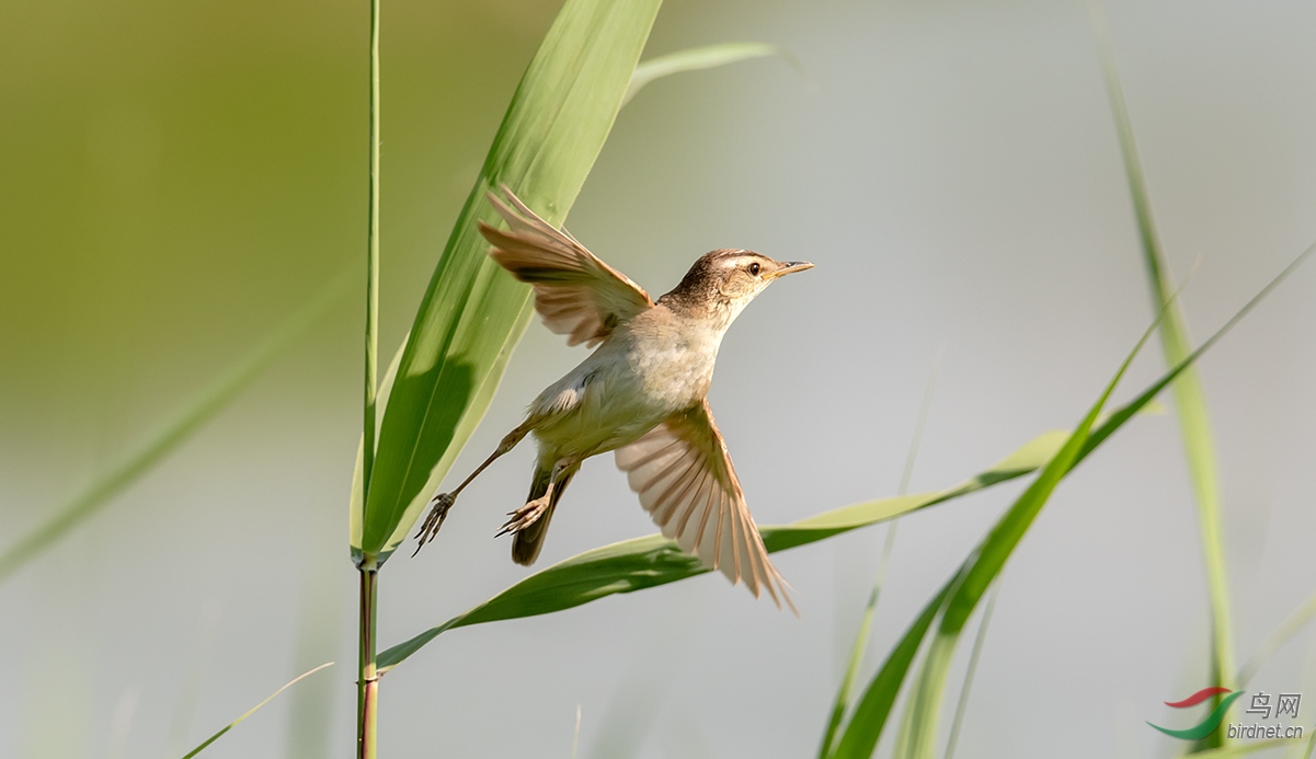 黑眉苇莺正在繁忙地忙碌筑巢,筑巢速度可谓神速.