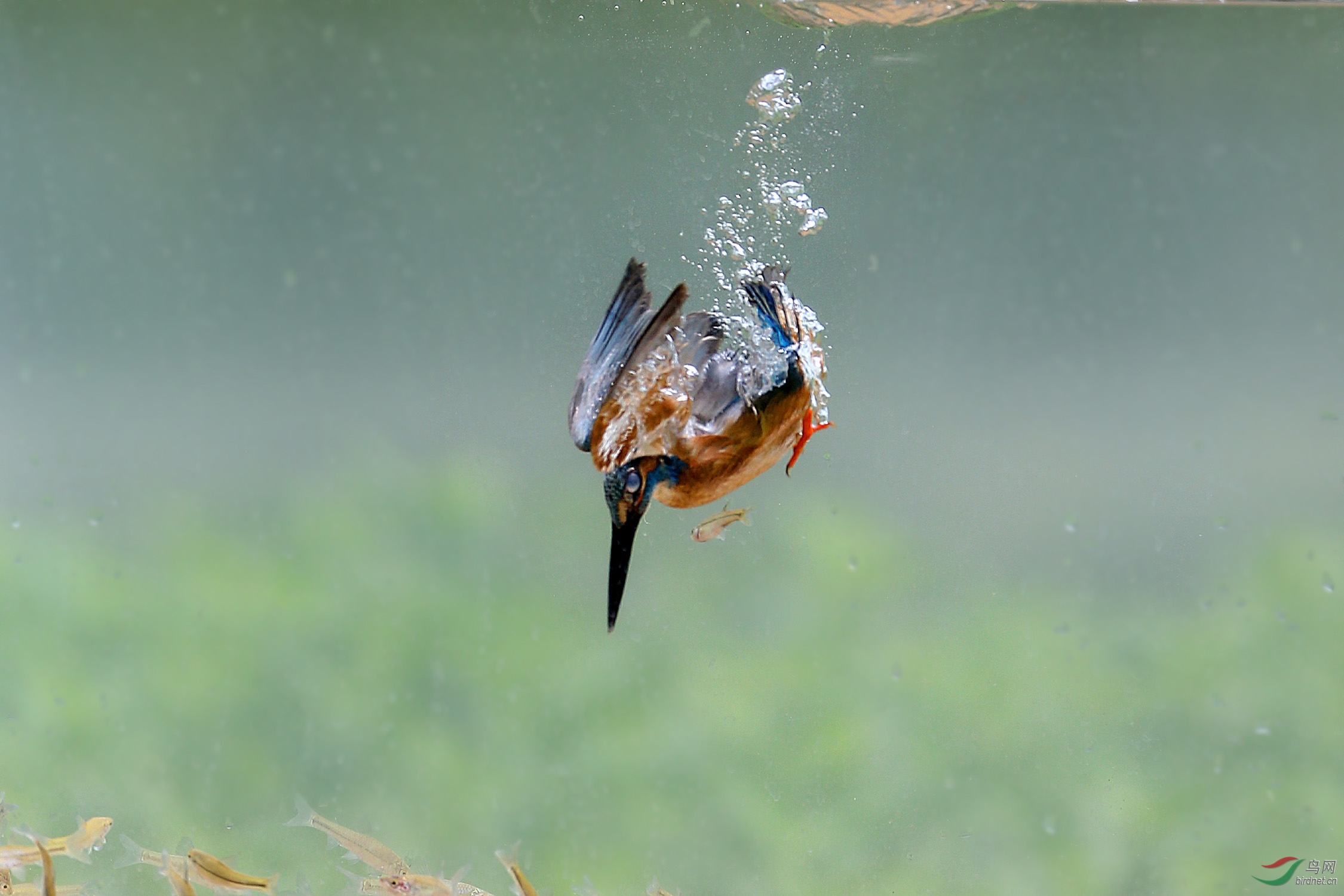 翠鳥水下撲魚