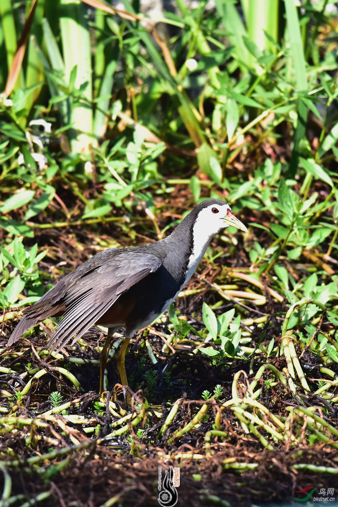 DSC_4203.JPG