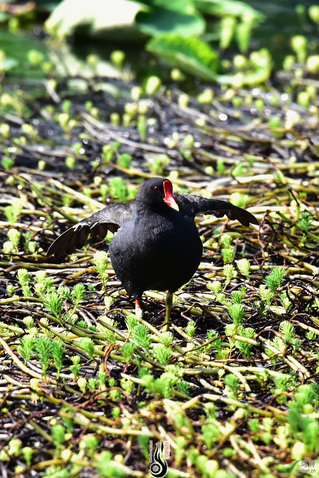 DSC_4200.JPG