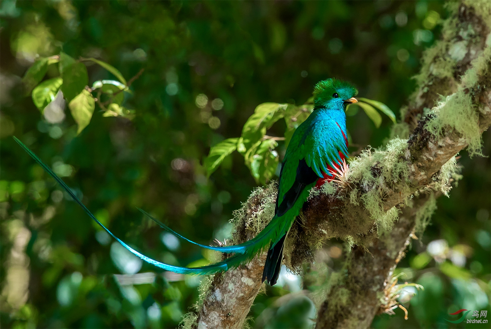 凤尾绿咬鹃---(恭贺首页精华) - 云南版 yunnan 鸟网