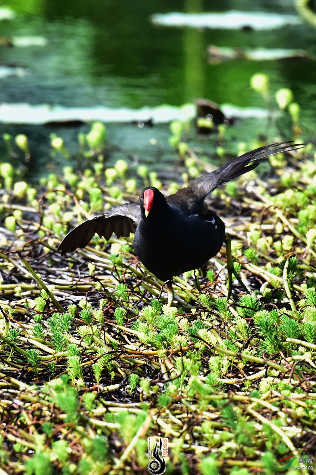 DSC_4196.JPG