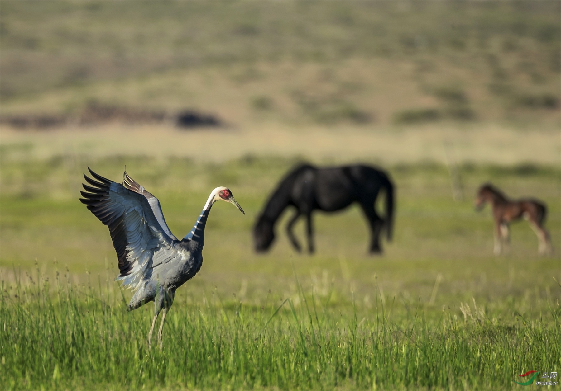 鹤与马儿试比高