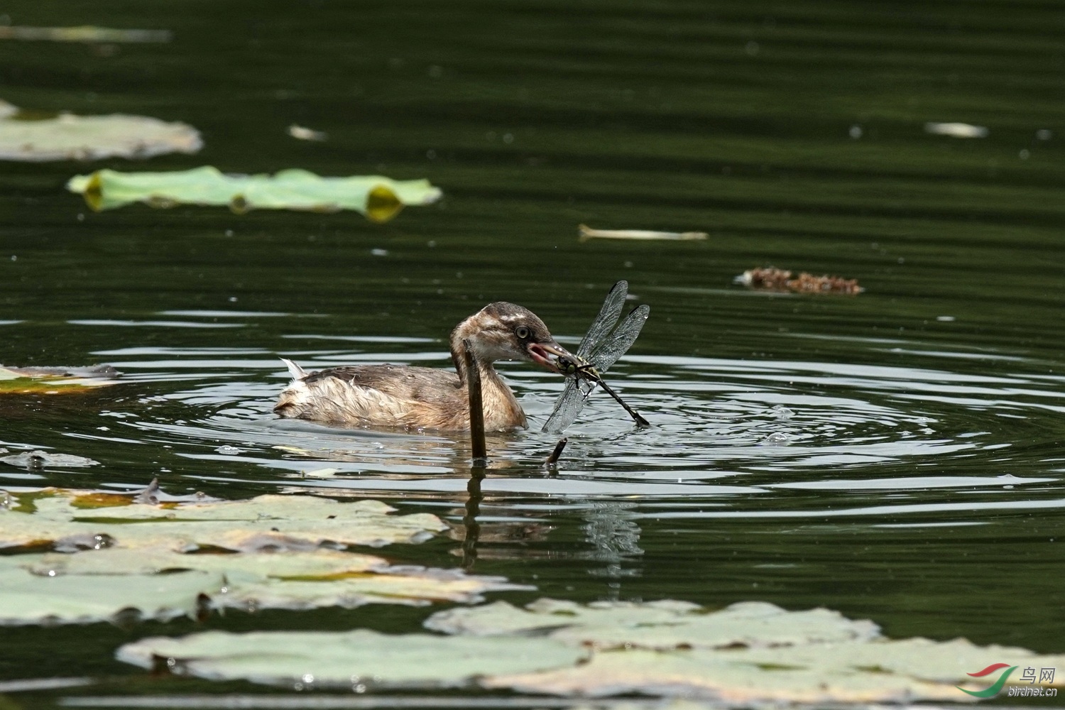 小小鸊鷉吃蜻蜓