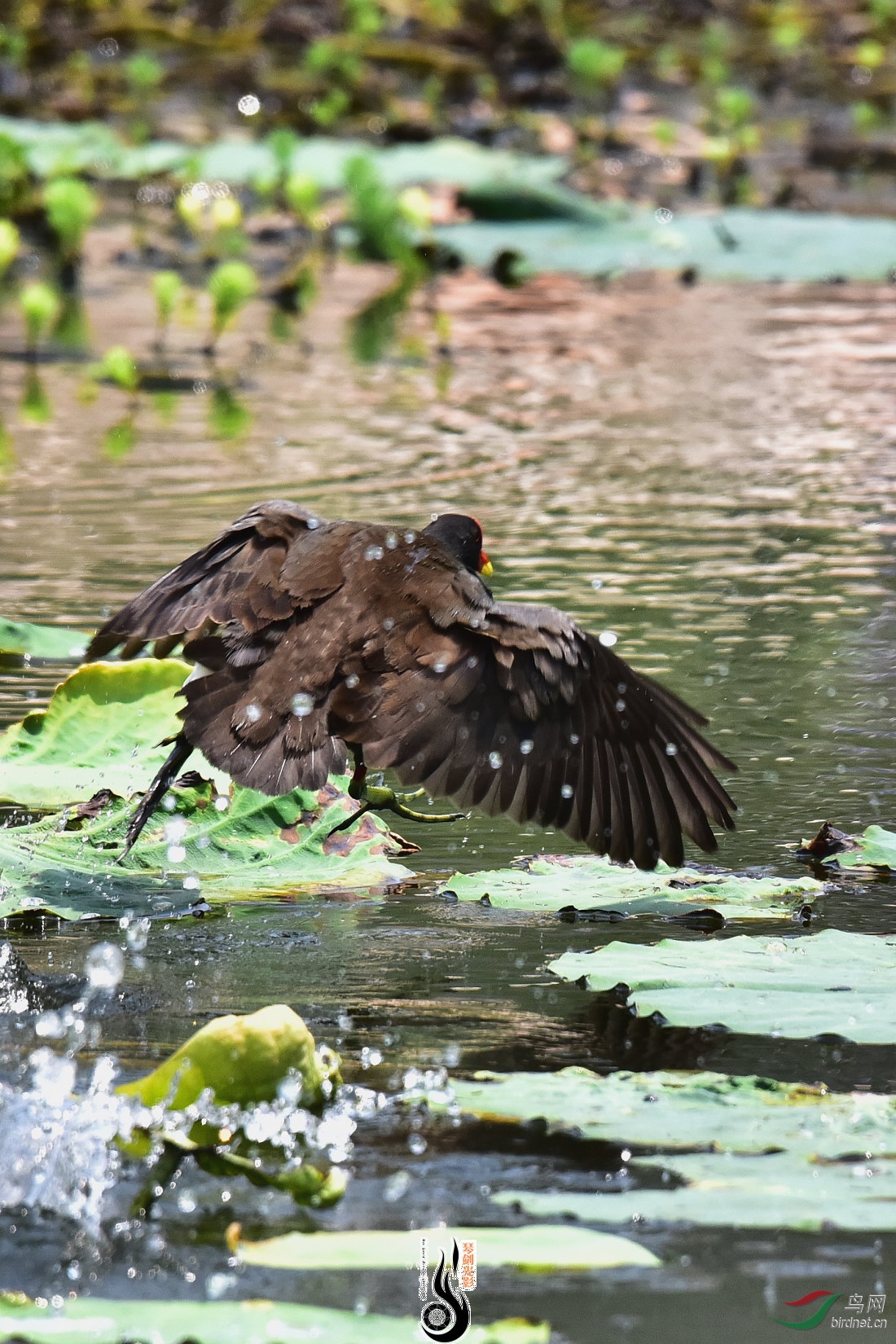 DSC_4863.JPG