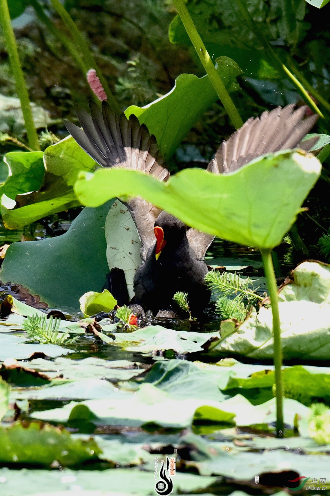 DSC_4874.JPG
