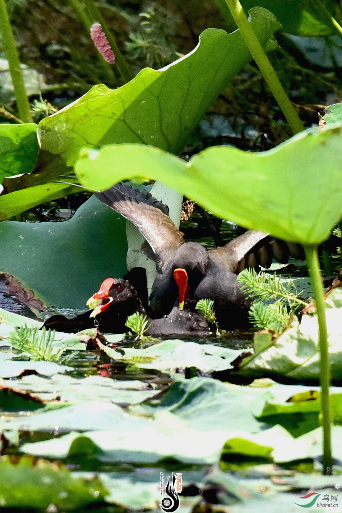 DSC_4873.JPG