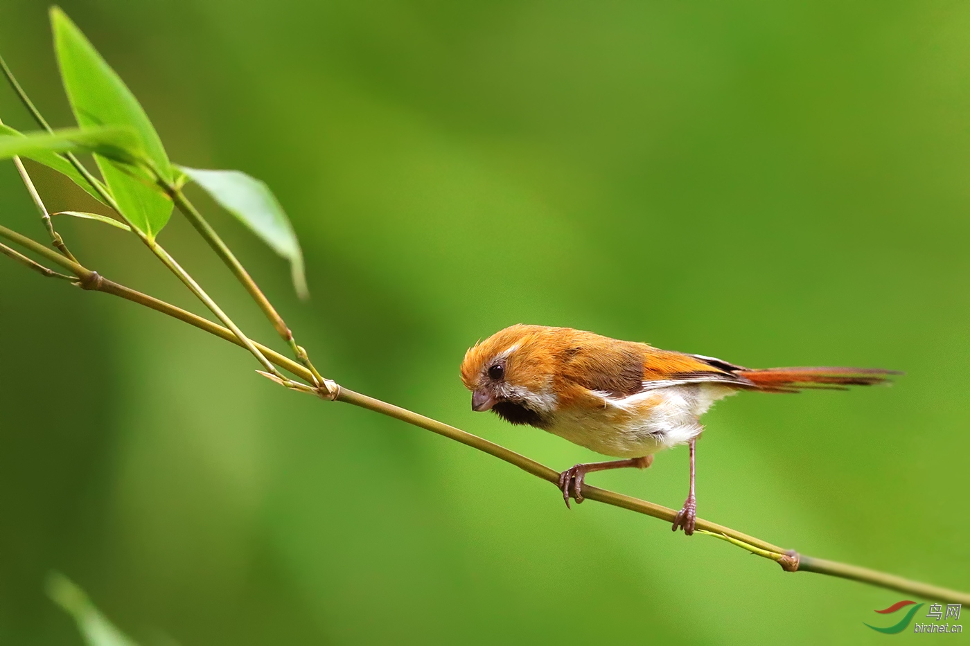 宽阔水三金之金色鸦雀