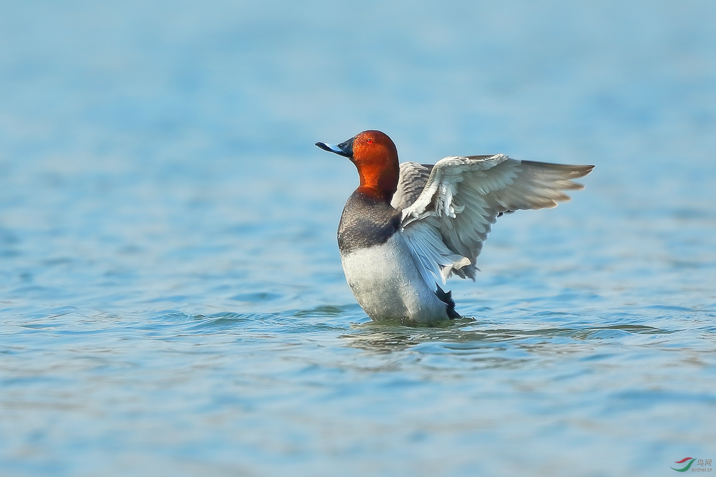 同步红头潜鸭雌雄