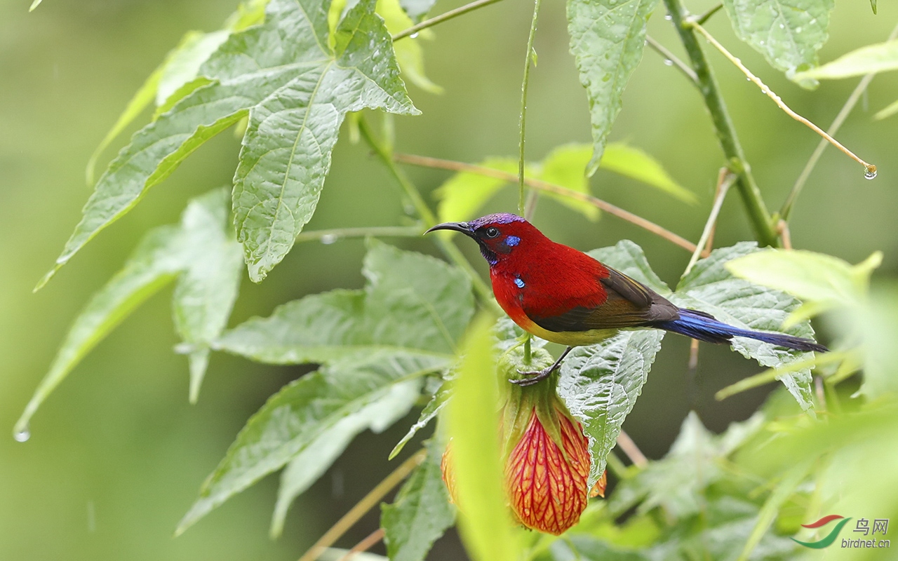 我是蓝喉也是桐花凤