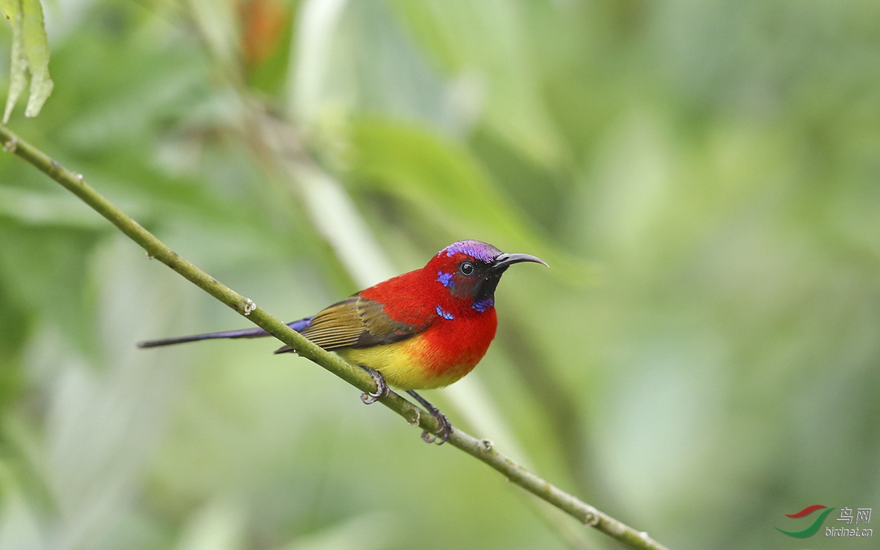 我是蓝喉也是桐花凤