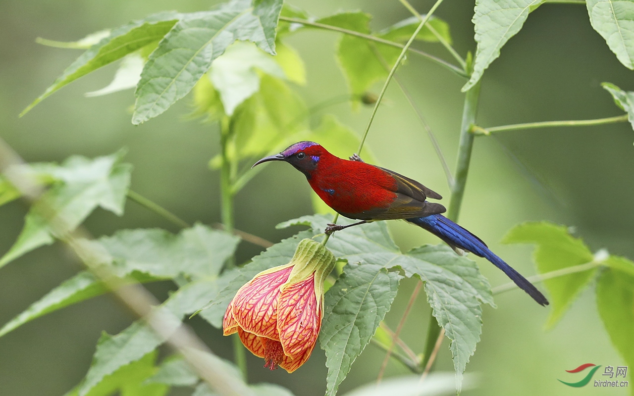 我是蓝喉也是桐花凤