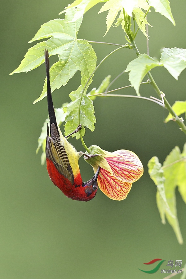 我是蓝喉也是桐花凤
