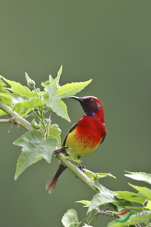 我是蓝喉也是桐花凤