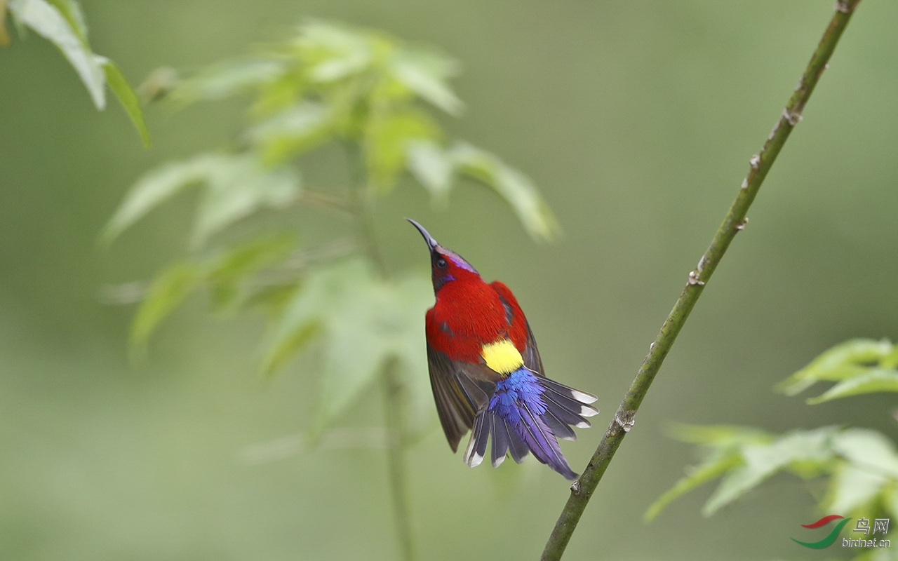 我是蓝喉也是桐花凤