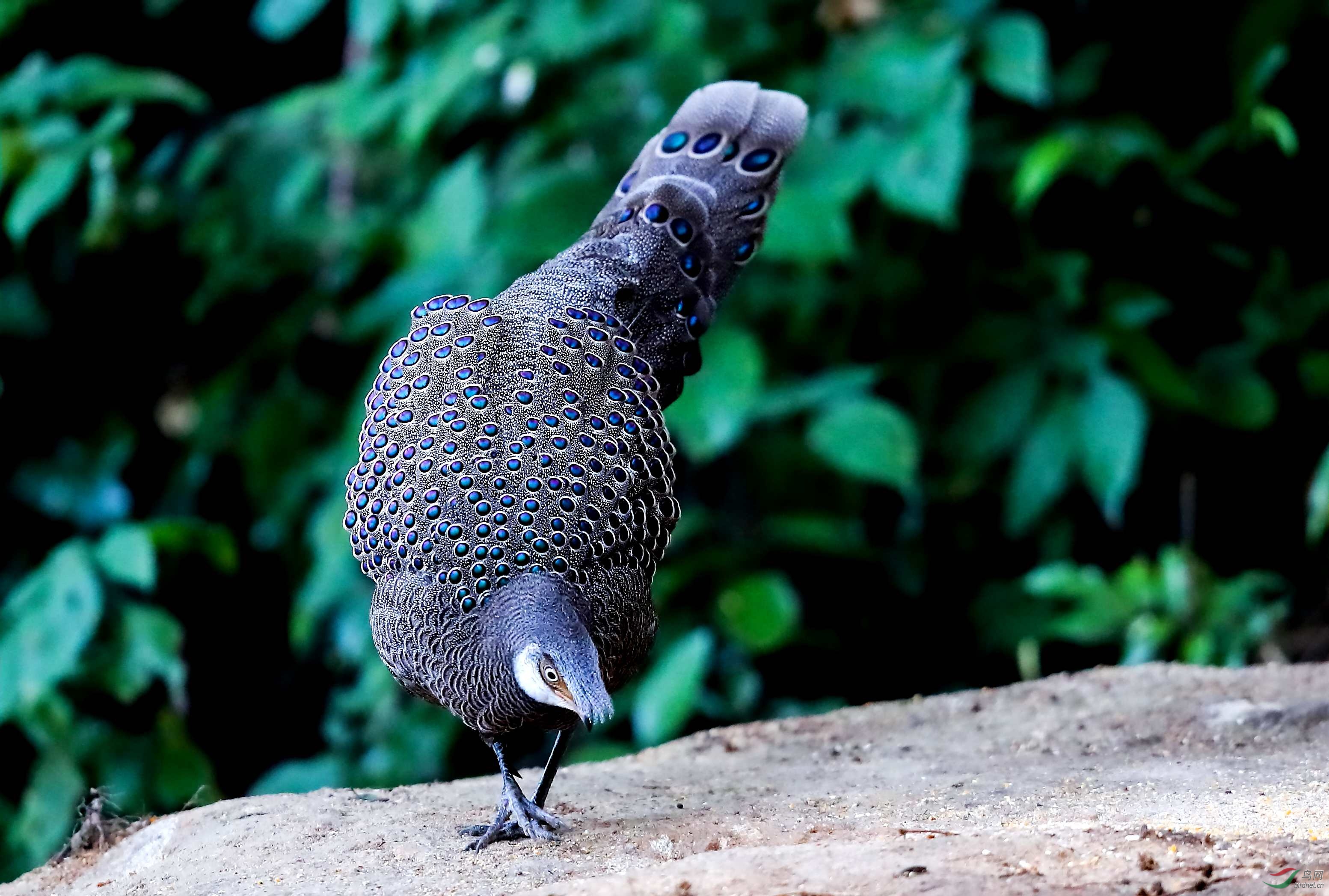 灰孔雀雉