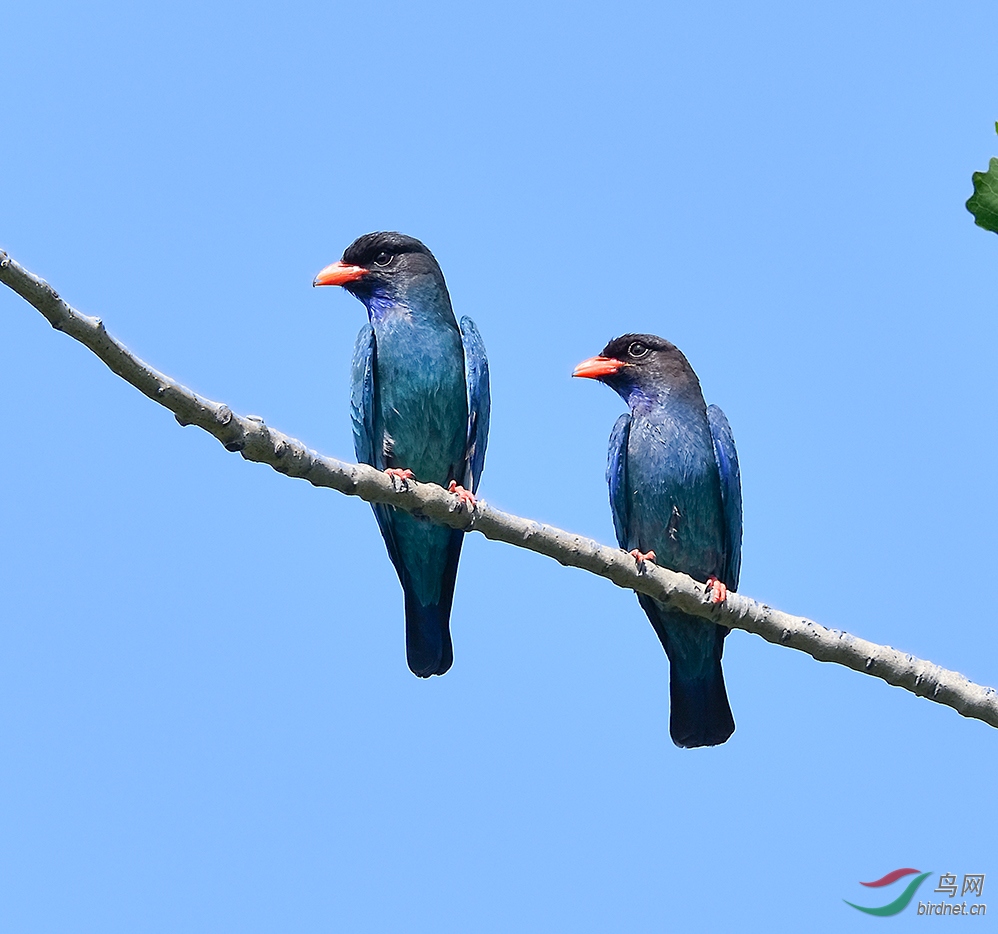 雌雄成对三宝鸟