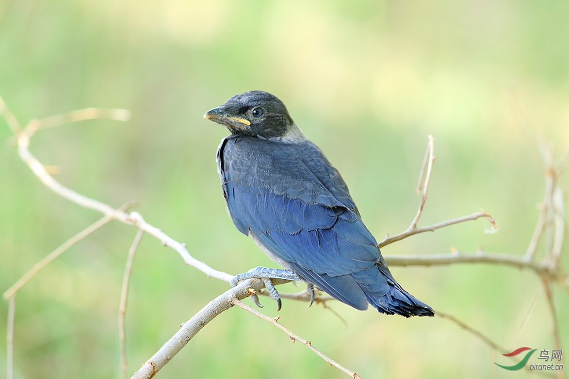 出巢了-达乌里寒鸦幼鸟