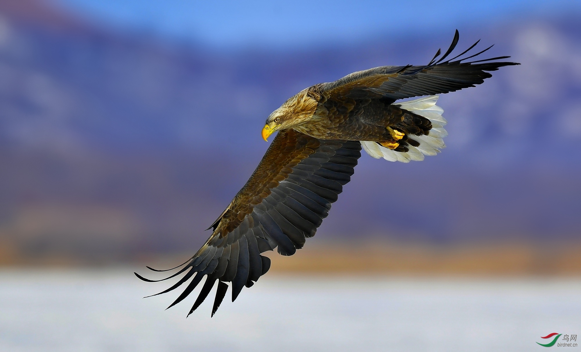 20180621 空中格斗 游鹰.jpg