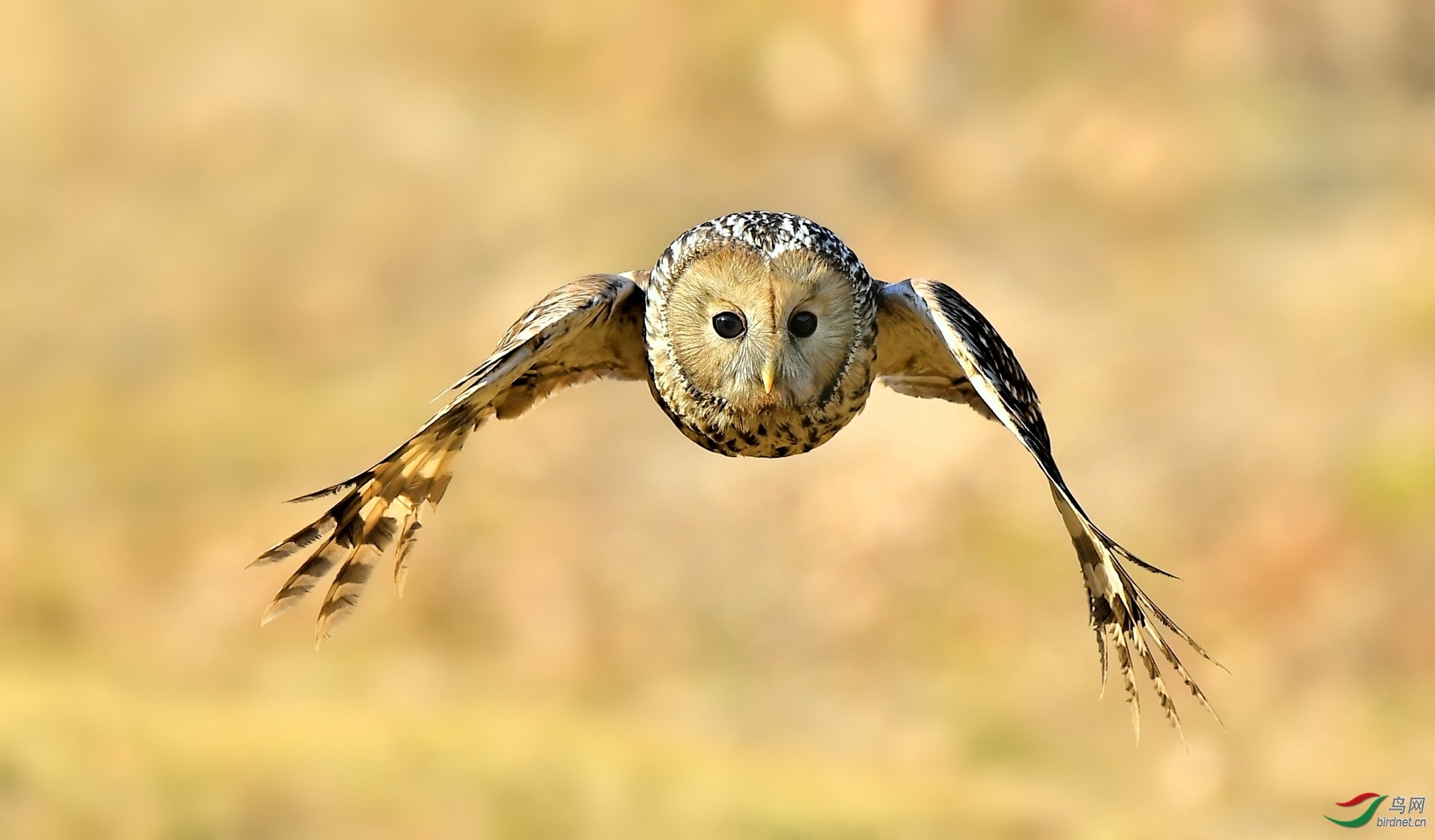 20180628 长尾林鴞 游鹰.jpg