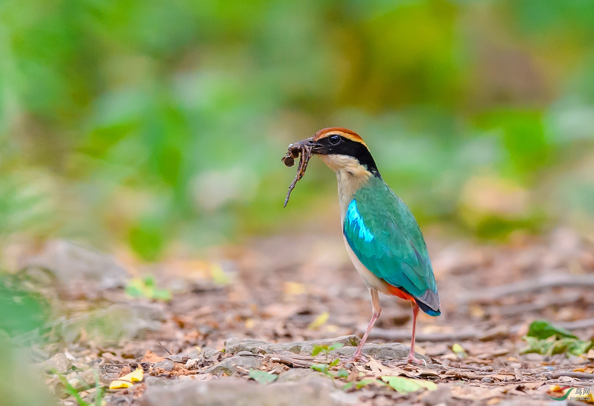 家里"鸟口"多(恭贺老师佳作喜获鸟网首页鸟类精华)