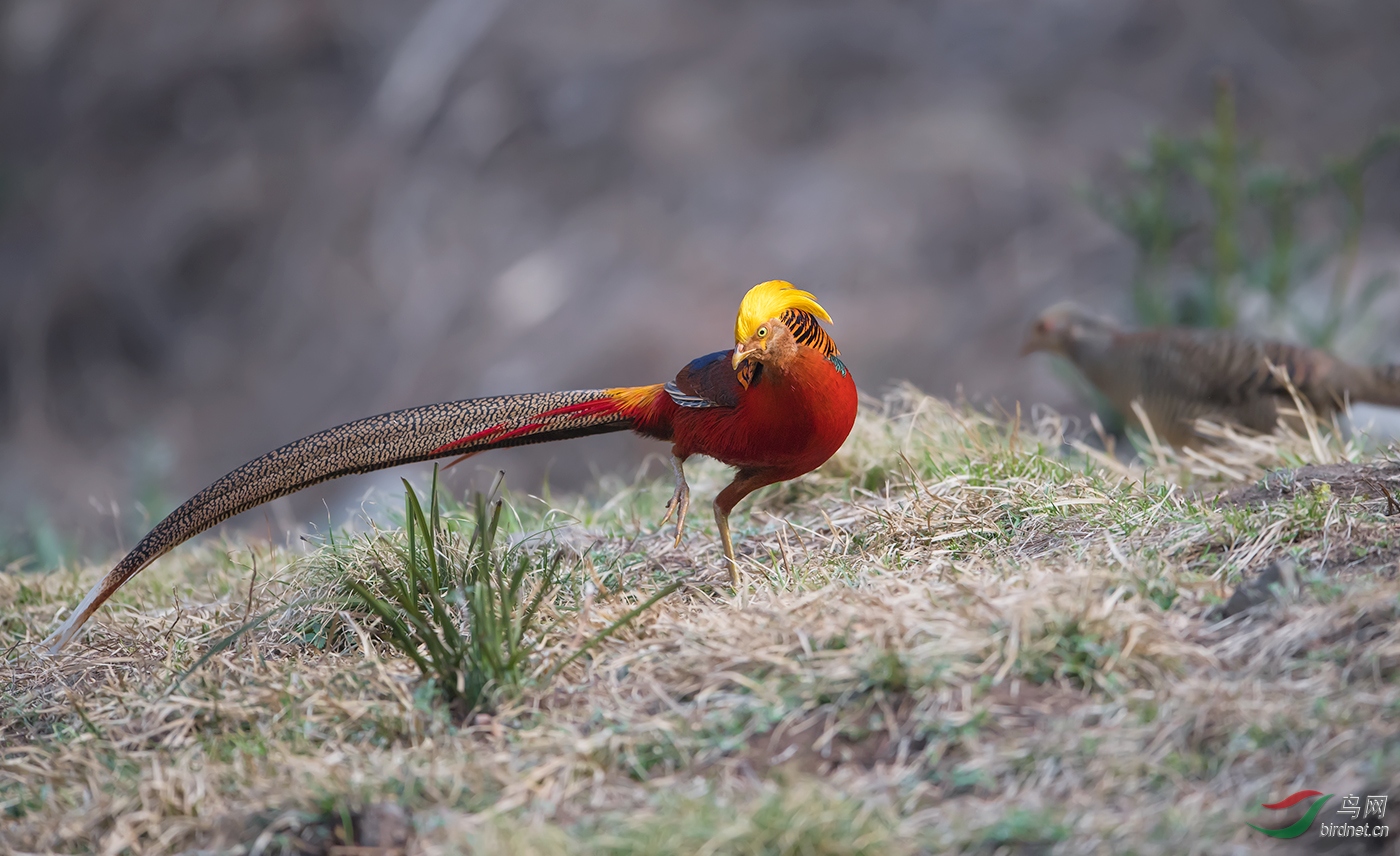 红腹锦鸡