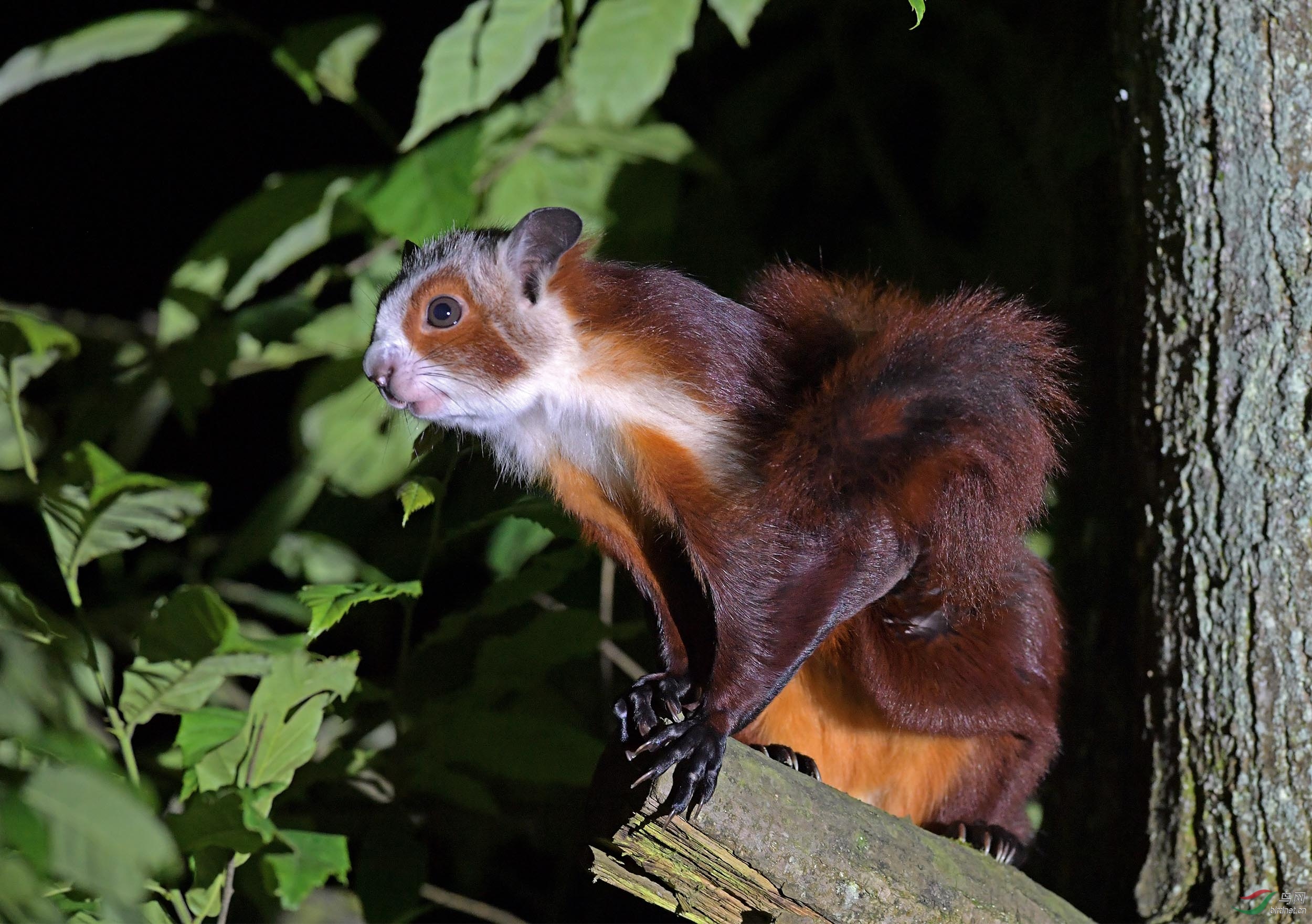 红白鼯鼠萌萌嗒~祝贺荣获【首页动物精华】