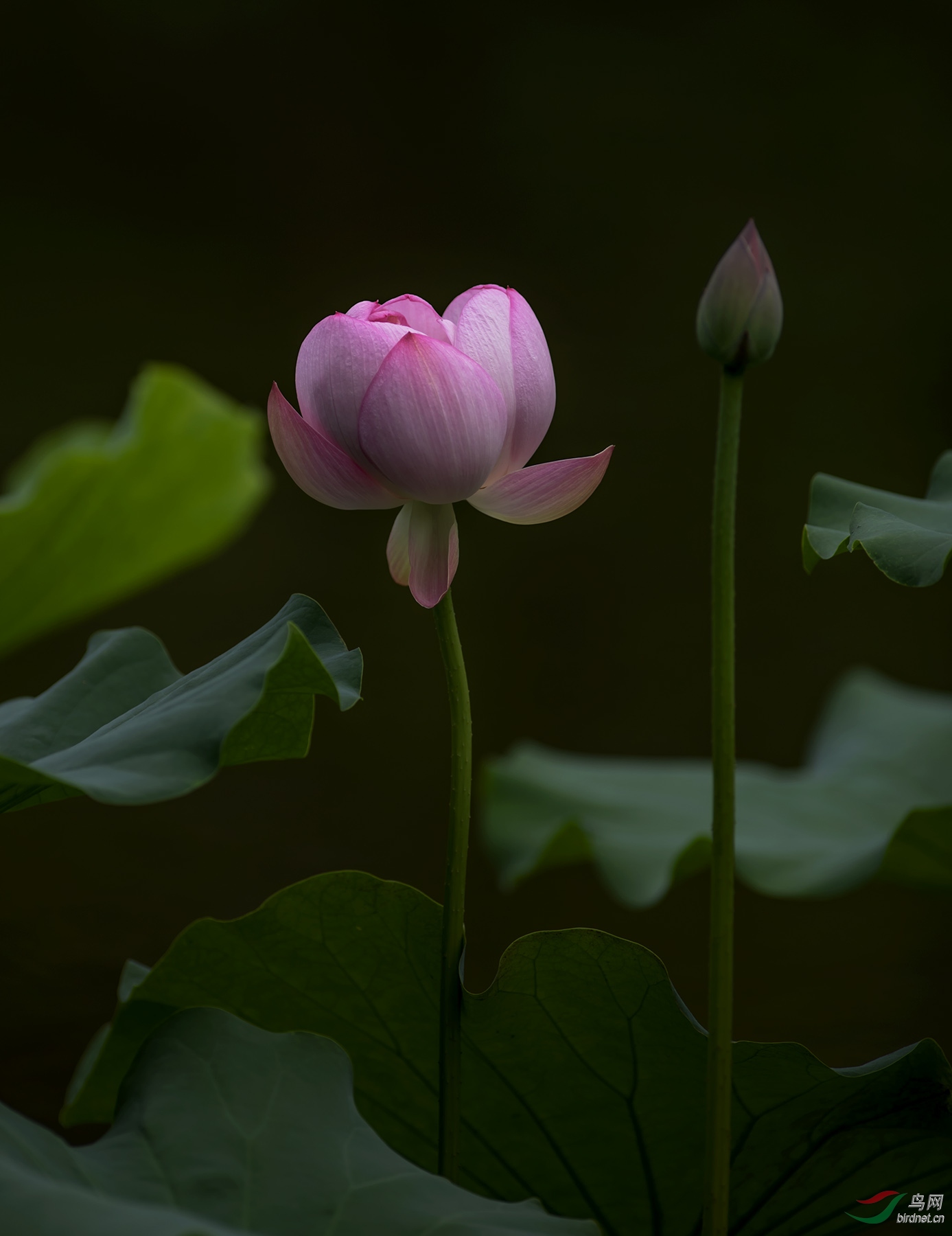如花似玉-摄得荷花俩三朵