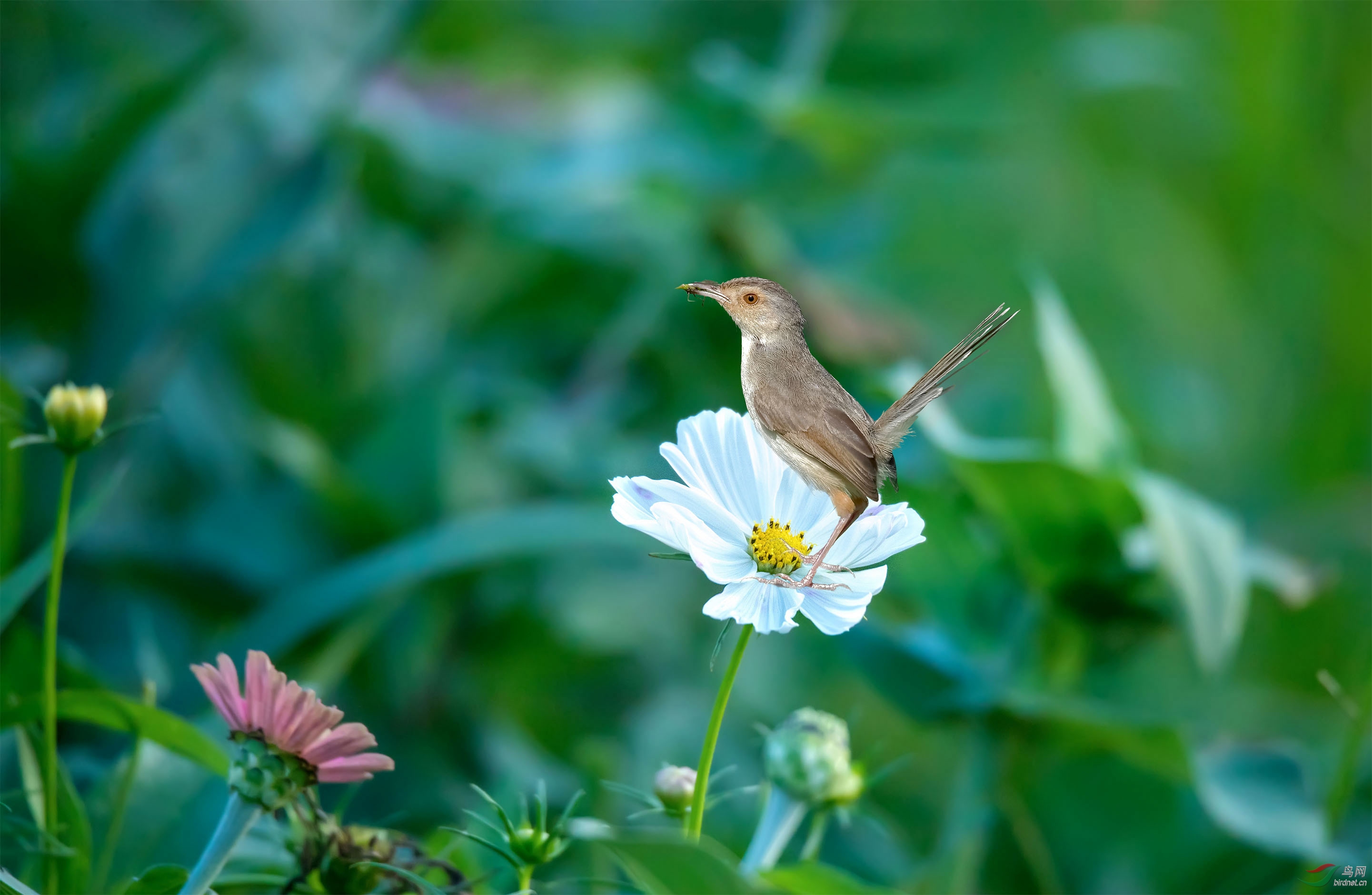 百日菊花上的山鹪莺