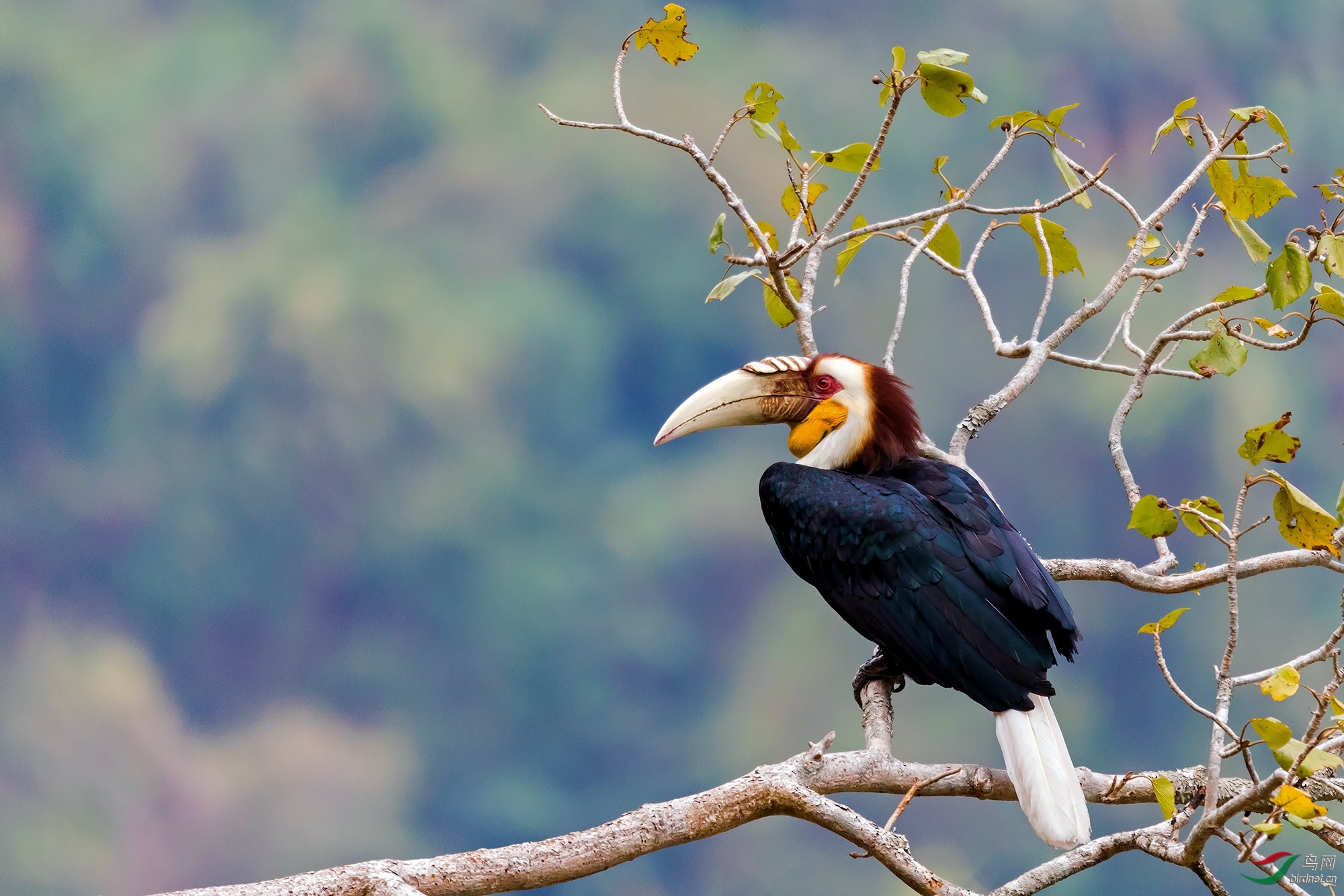 2018年四川版获首页每日一图鸟类精华集锦下半年之二